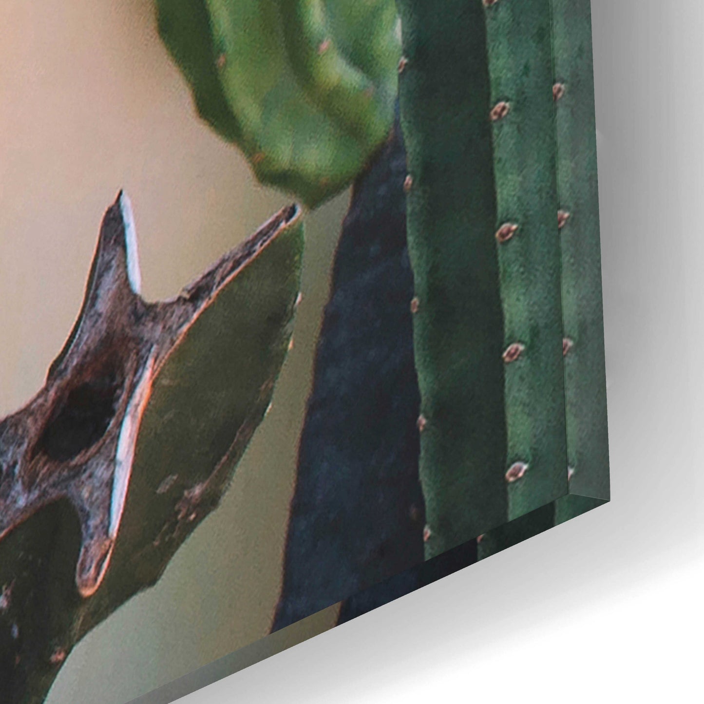 Epic Art 'Cactus on Pink' by Incado, Acrylic Glass Wall Art,12x16