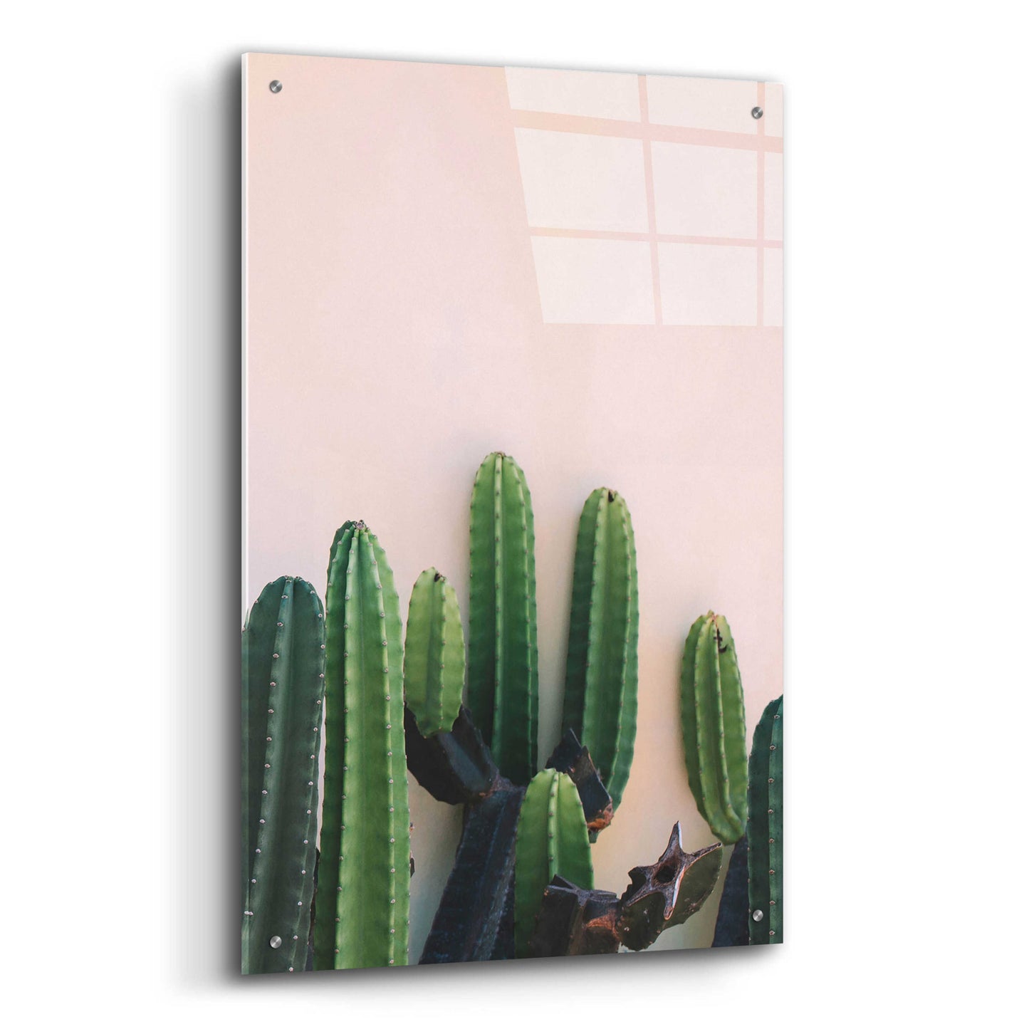 Epic Art 'Cactus on Pink' by Incado, Acrylic Glass Wall Art,24x36