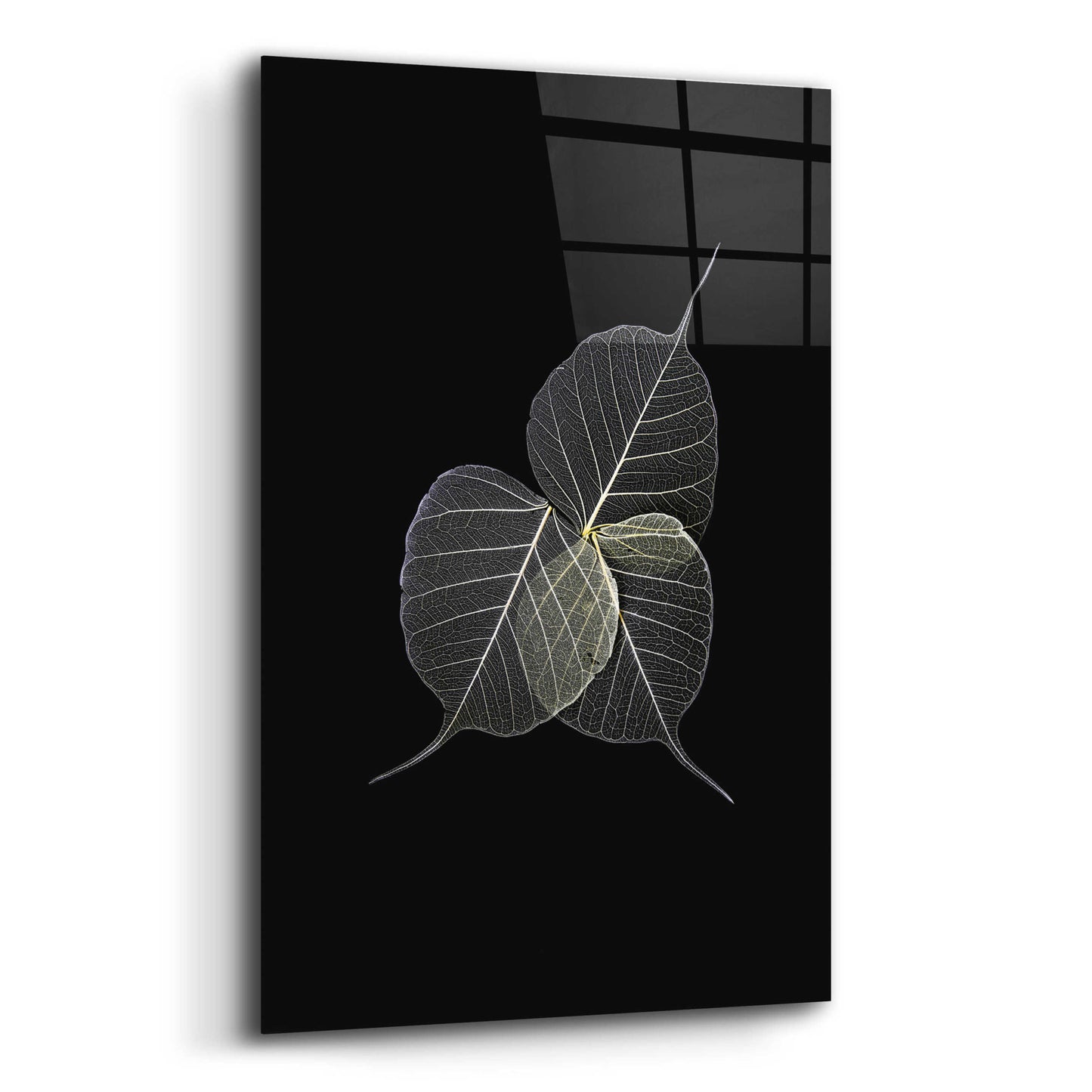 Epic Art 'Dark Leaves' by Incado, Acrylic Glass Wall Art,12x16