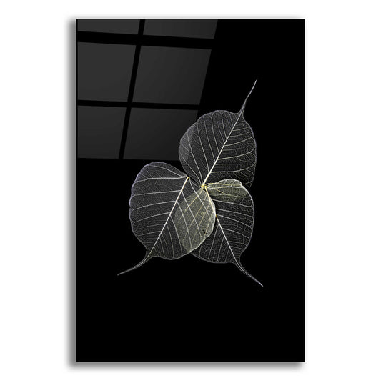 Epic Art 'Dark Leaves' by Incado, Acrylic Glass Wall Art