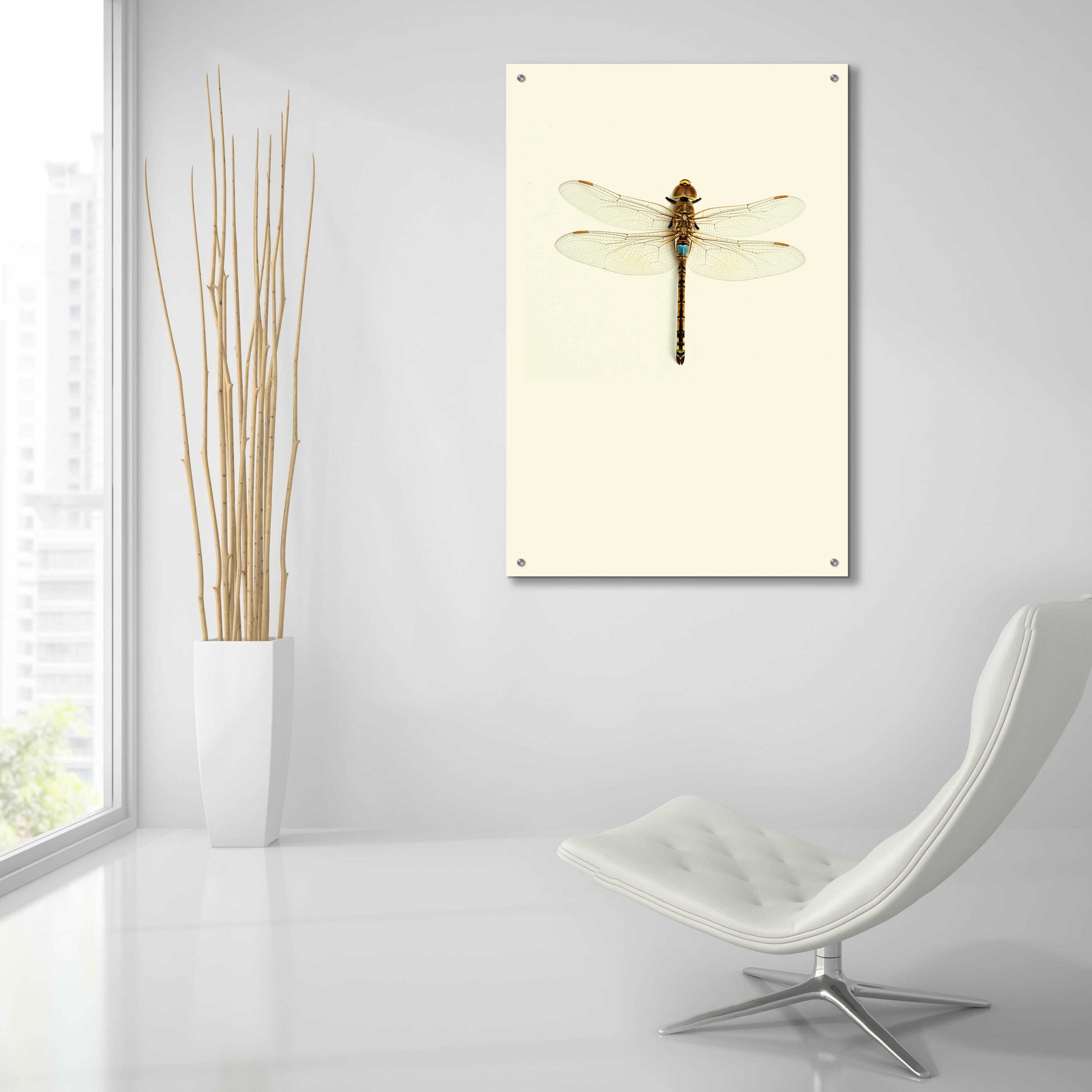 Epic Art 'Dragonfly I' by Incado, Acrylic Glass Wall Art,24x36