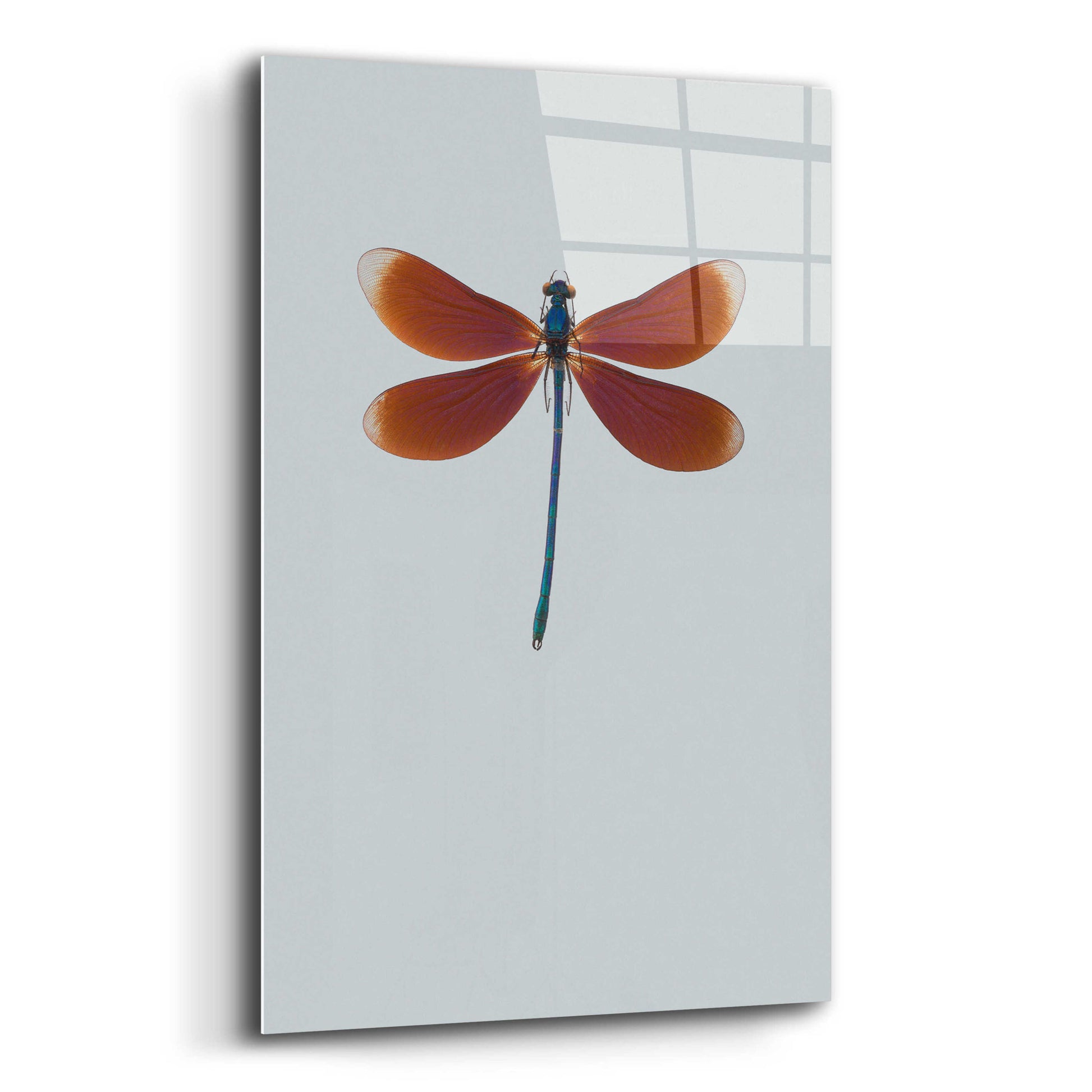 Epic Art 'Dragonfly II' by Incado, Acrylic Glass Wall Art,12x16