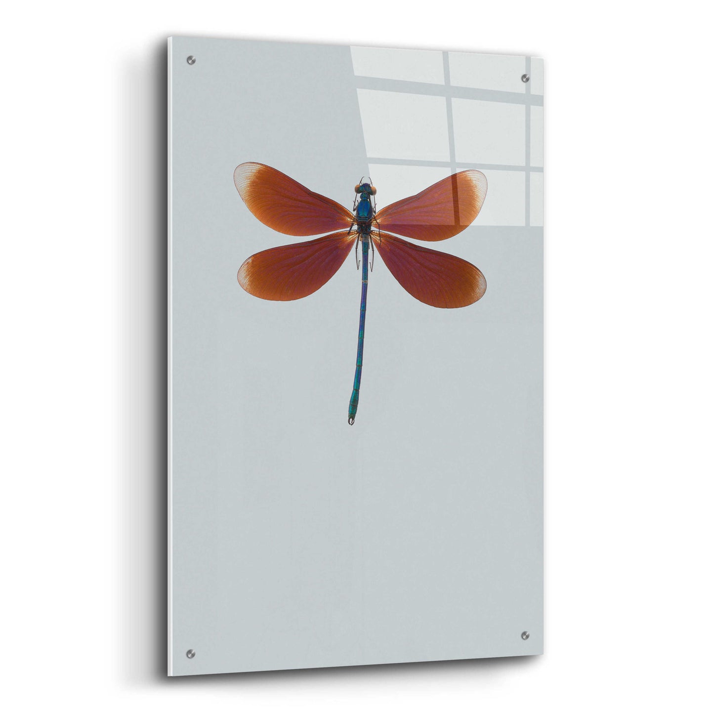 Epic Art 'Dragonfly II' by Incado, Acrylic Glass Wall Art,24x36