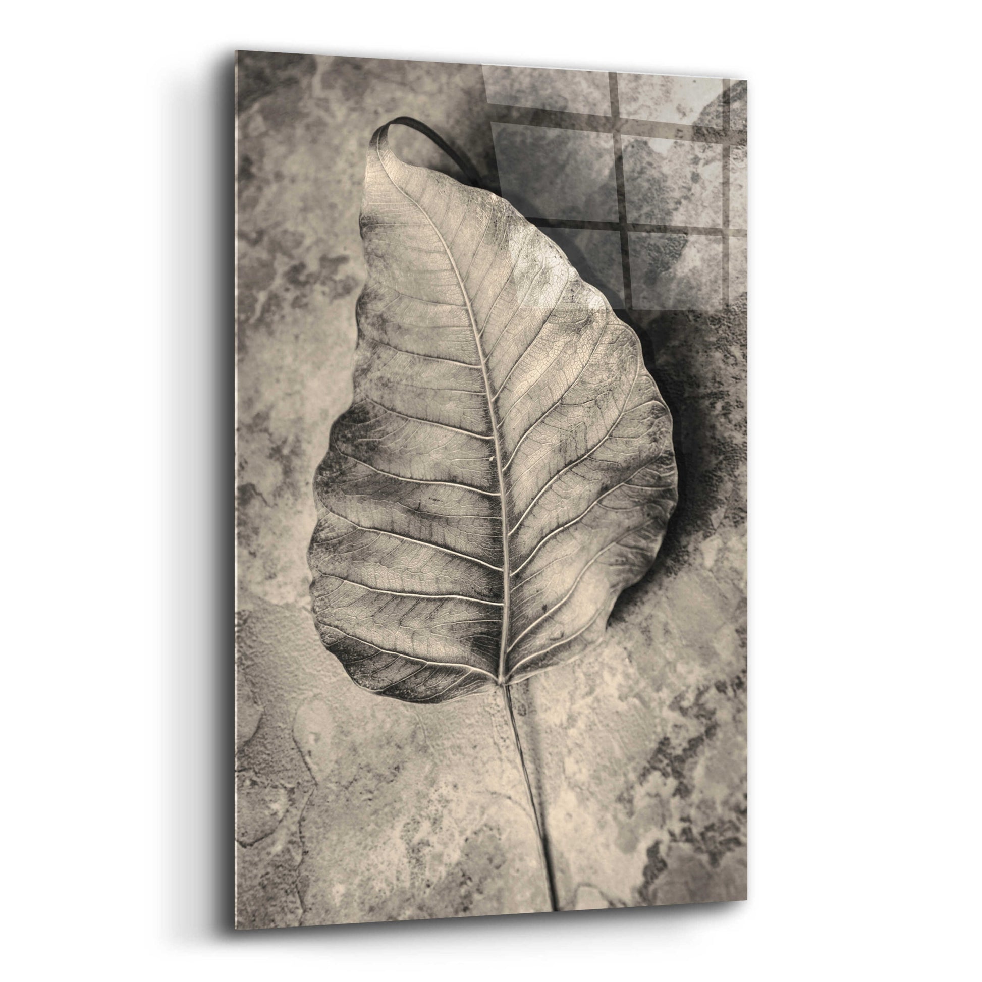 Epic Art 'Dried Leaf' by Incado, Acrylic Glass Wall Art,12x16