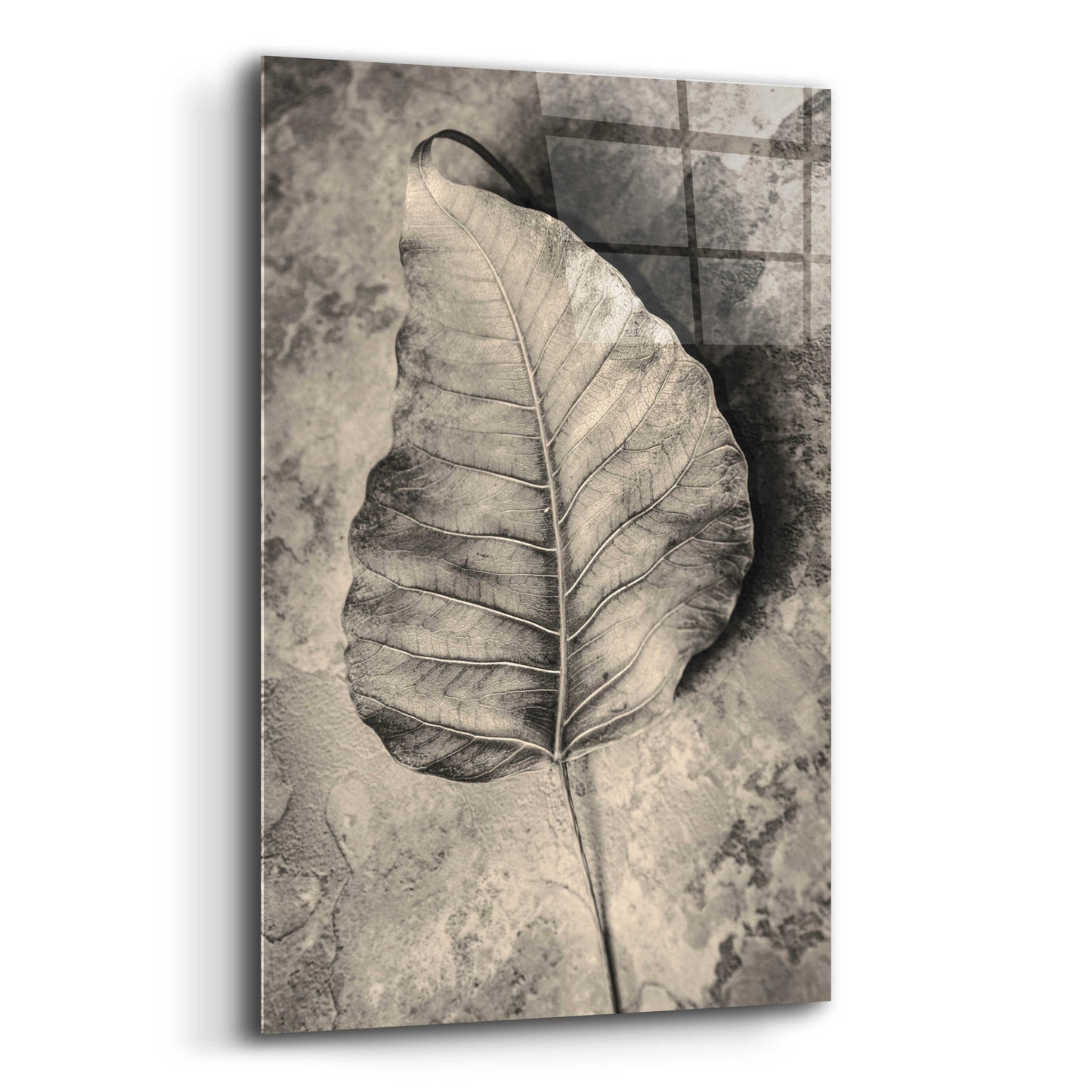 Epic Art 'Dried Leaf' by Incado, Acrylic Glass Wall Art,16x24