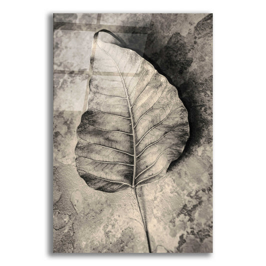 Epic Art 'Dried Leaf' by Incado, Acrylic Glass Wall Art