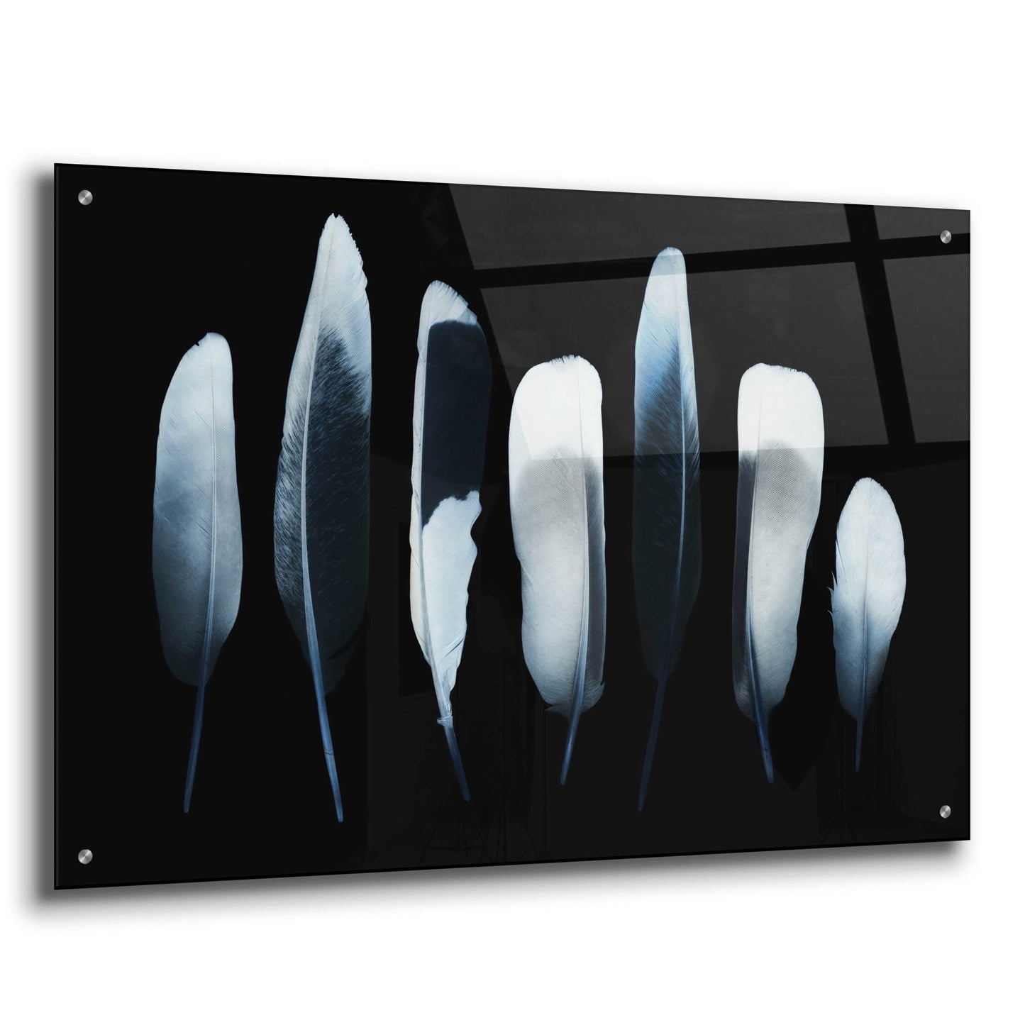 Epic Art 'Feathers' by Incado, Acrylic Glass Wall Art,36x24