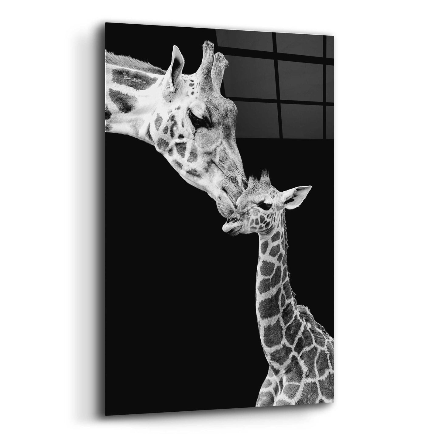 Epic Art 'First Love - Giraffe' by Incado, Acrylic Glass Wall Art,12x16