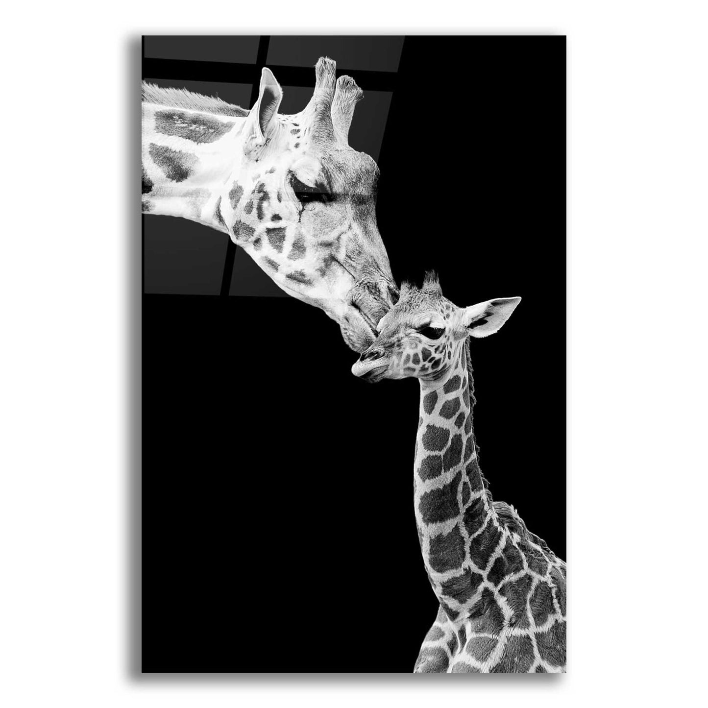 Epic Art 'First Love - Giraffe' by Incado, Acrylic Glass Wall Art