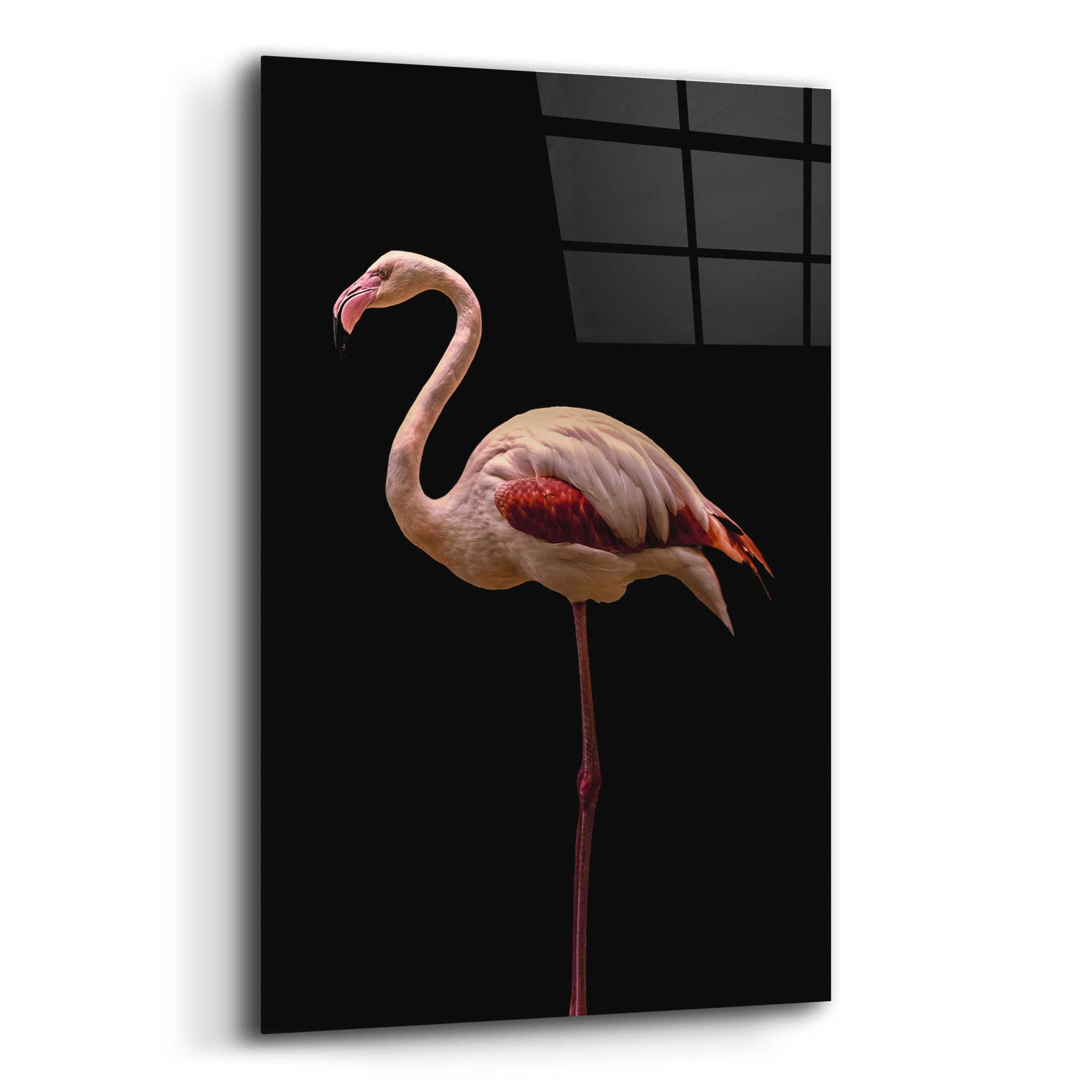 Epic Art 'Flamingo' by Incado, Acrylic Glass Wall Art,12x16