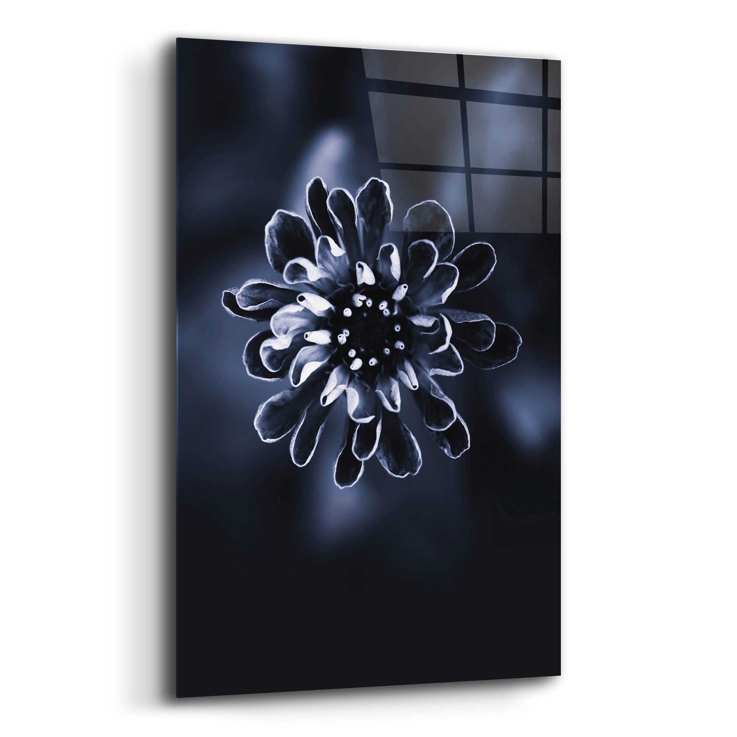 Epic Art 'Flower Bloom 2' by Incado, Acrylic Glass Wall Art,12x16