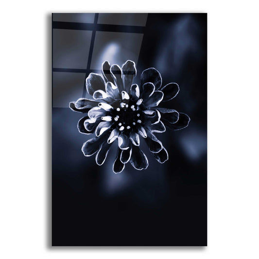 Epic Art 'Flower Bloom 2' by Incado, Acrylic Glass Wall Art