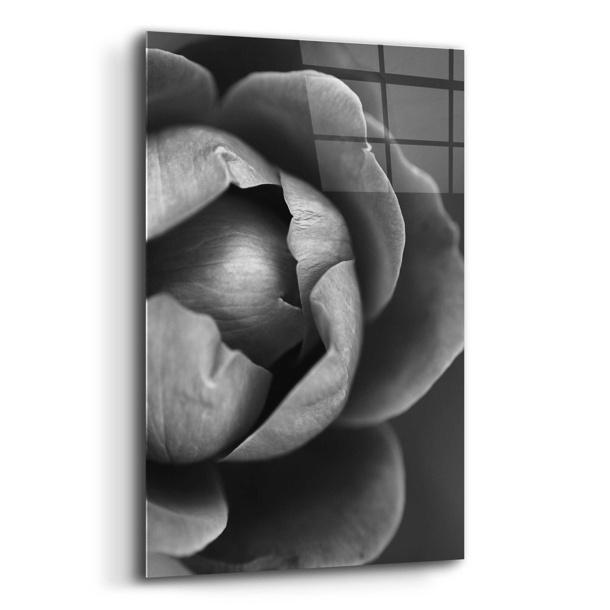 Epic Art 'Flower Bloom' by Incado, Acrylic Glass Wall Art,12x16