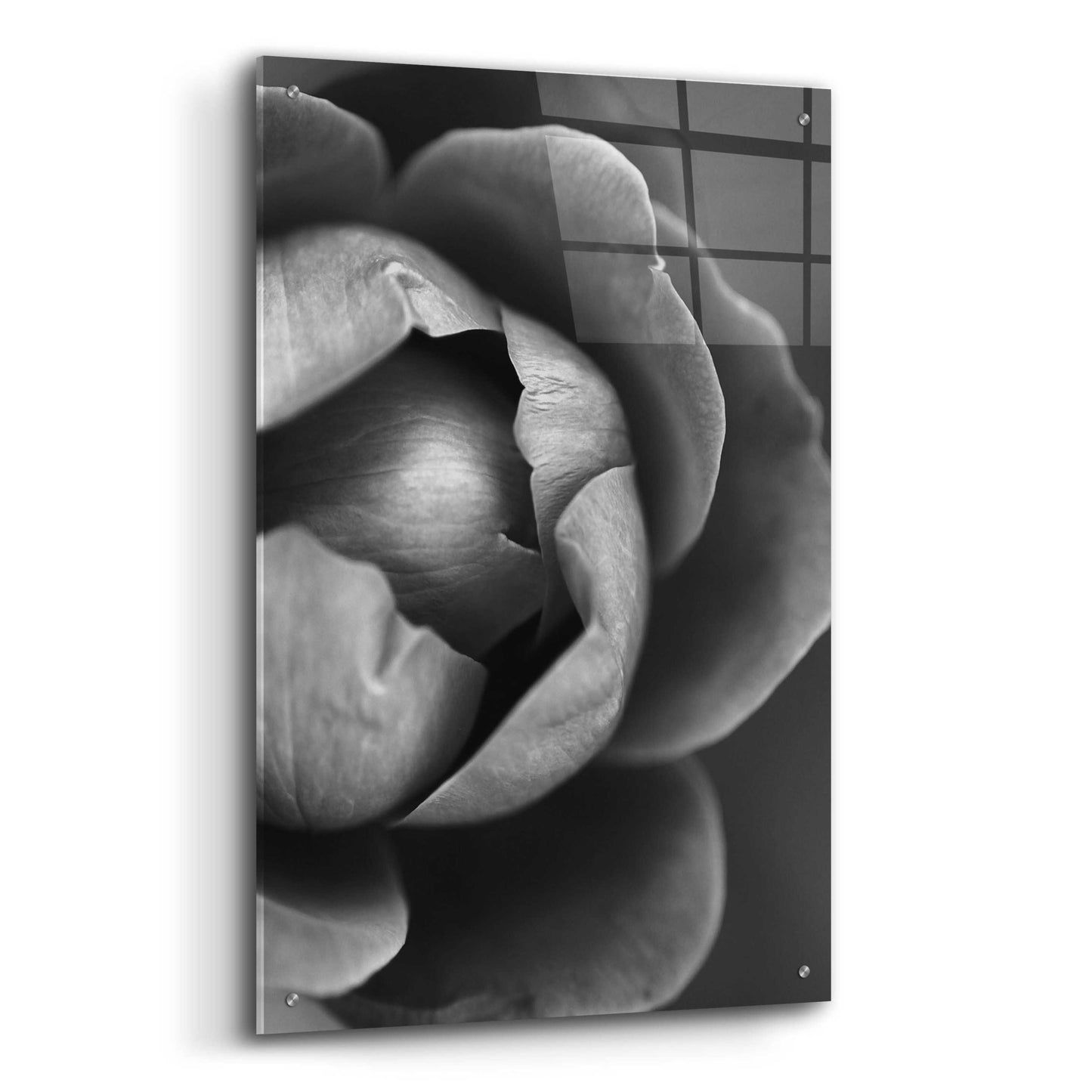 Epic Art 'Flower Bloom' by Incado, Acrylic Glass Wall Art,24x36