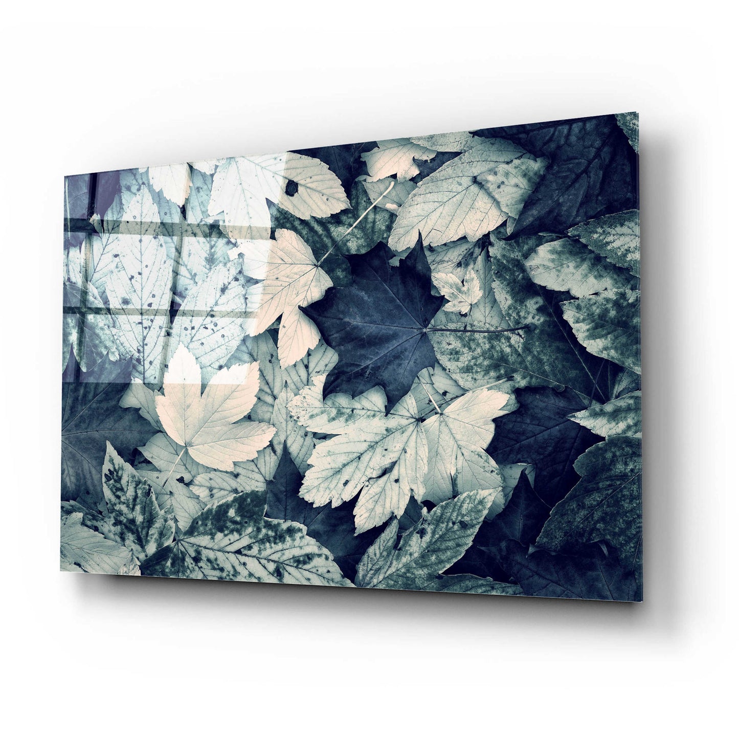 Epic Art 'Forest Floor' by Incado, Acrylic Glass Wall Art,24x16