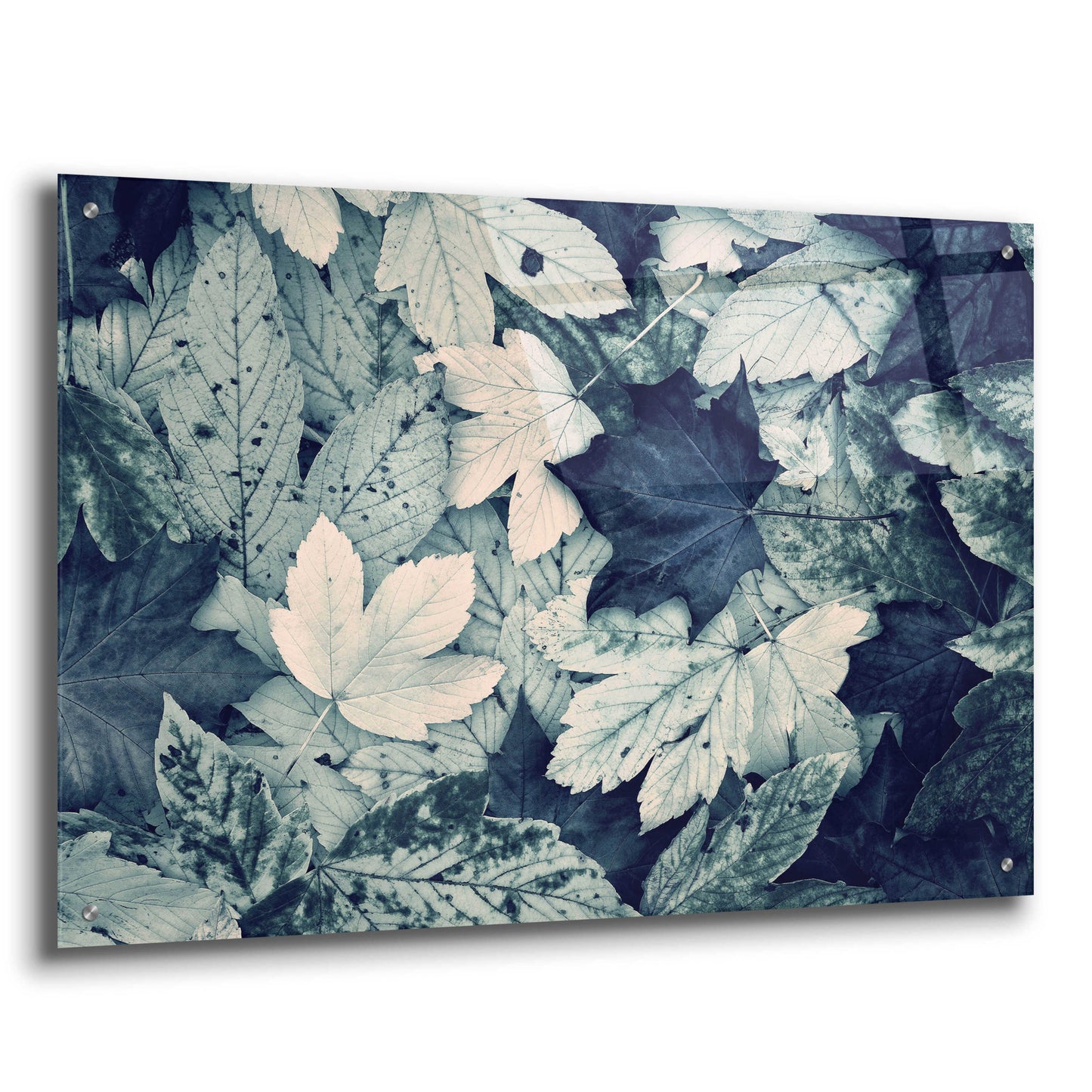 Epic Art 'Forest Floor' by Incado, Acrylic Glass Wall Art,36x24