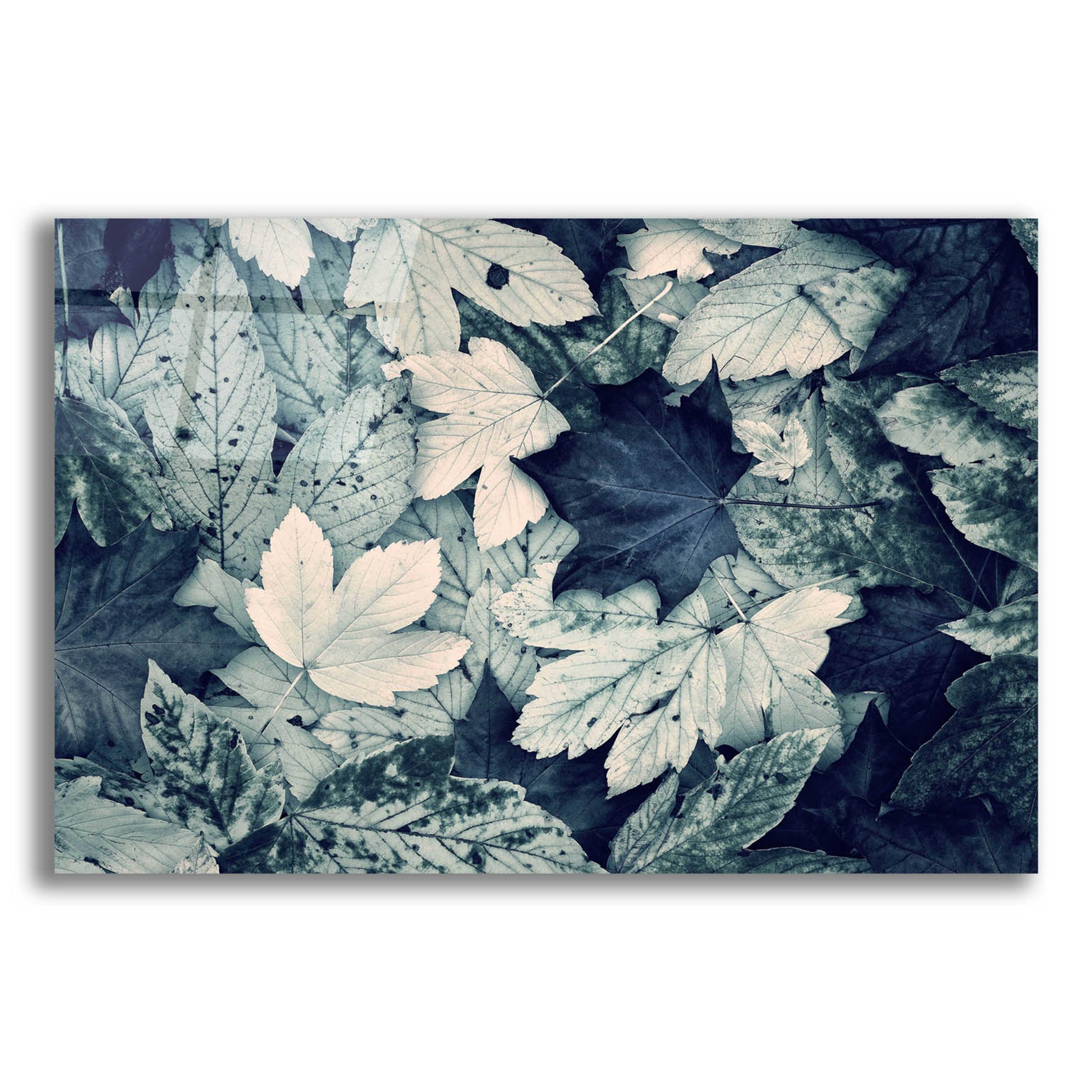 Epic Art 'Forest Floor' by Incado, Acrylic Glass Wall Art