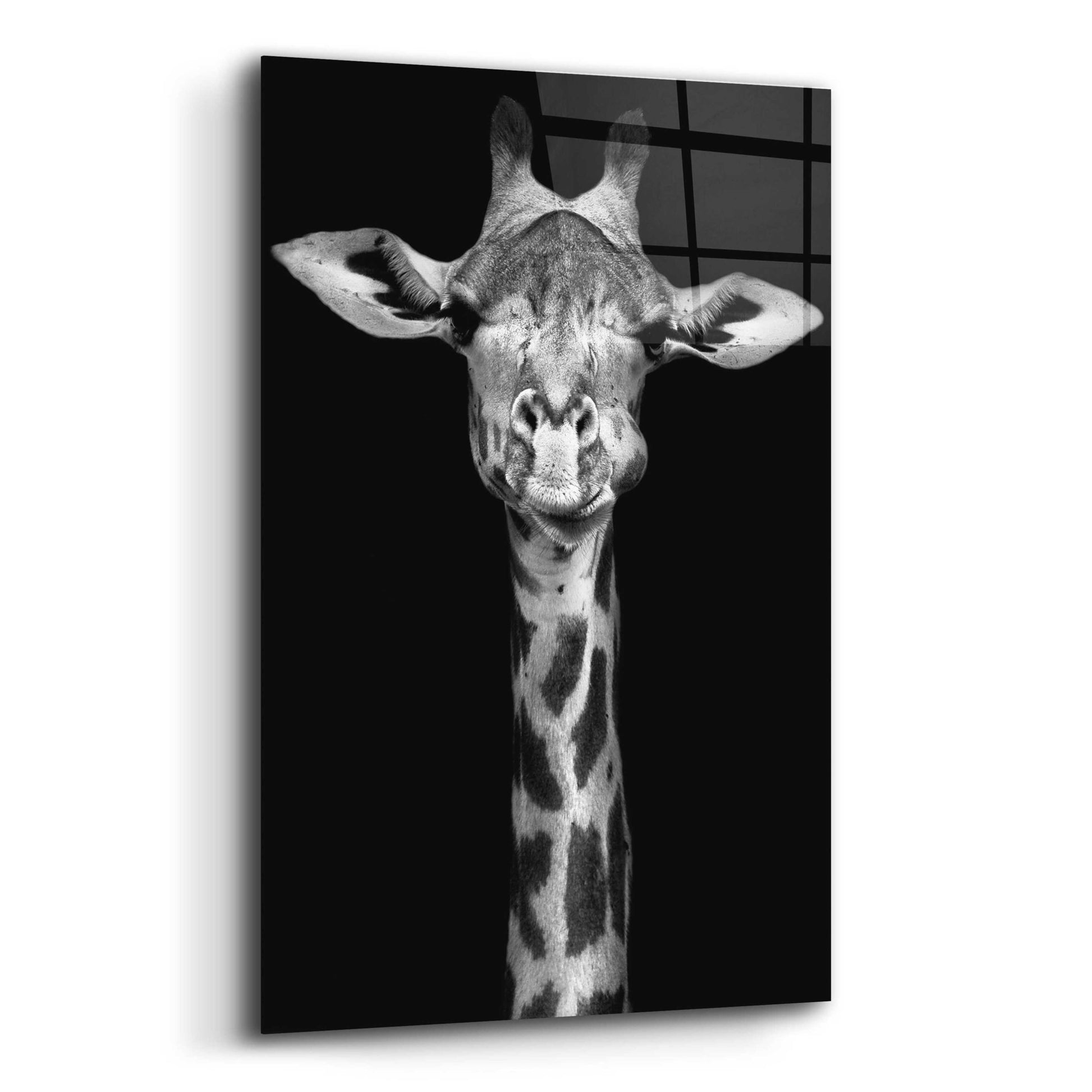 Epic Art 'Giraffe' by Incado, Acrylic Glass Wall Art,12x16