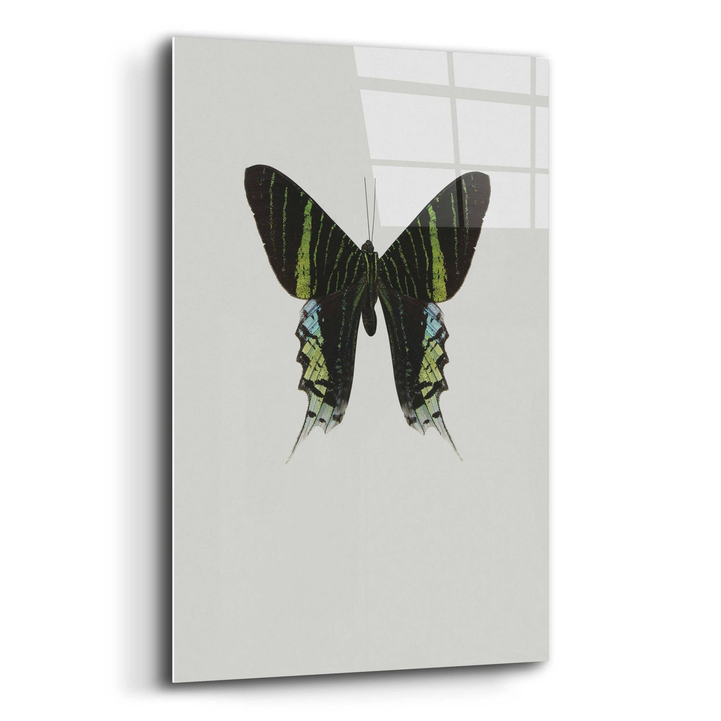 Epic Art 'Green Butterfly' by Incado, Acrylic Glass Wall Art,12x16