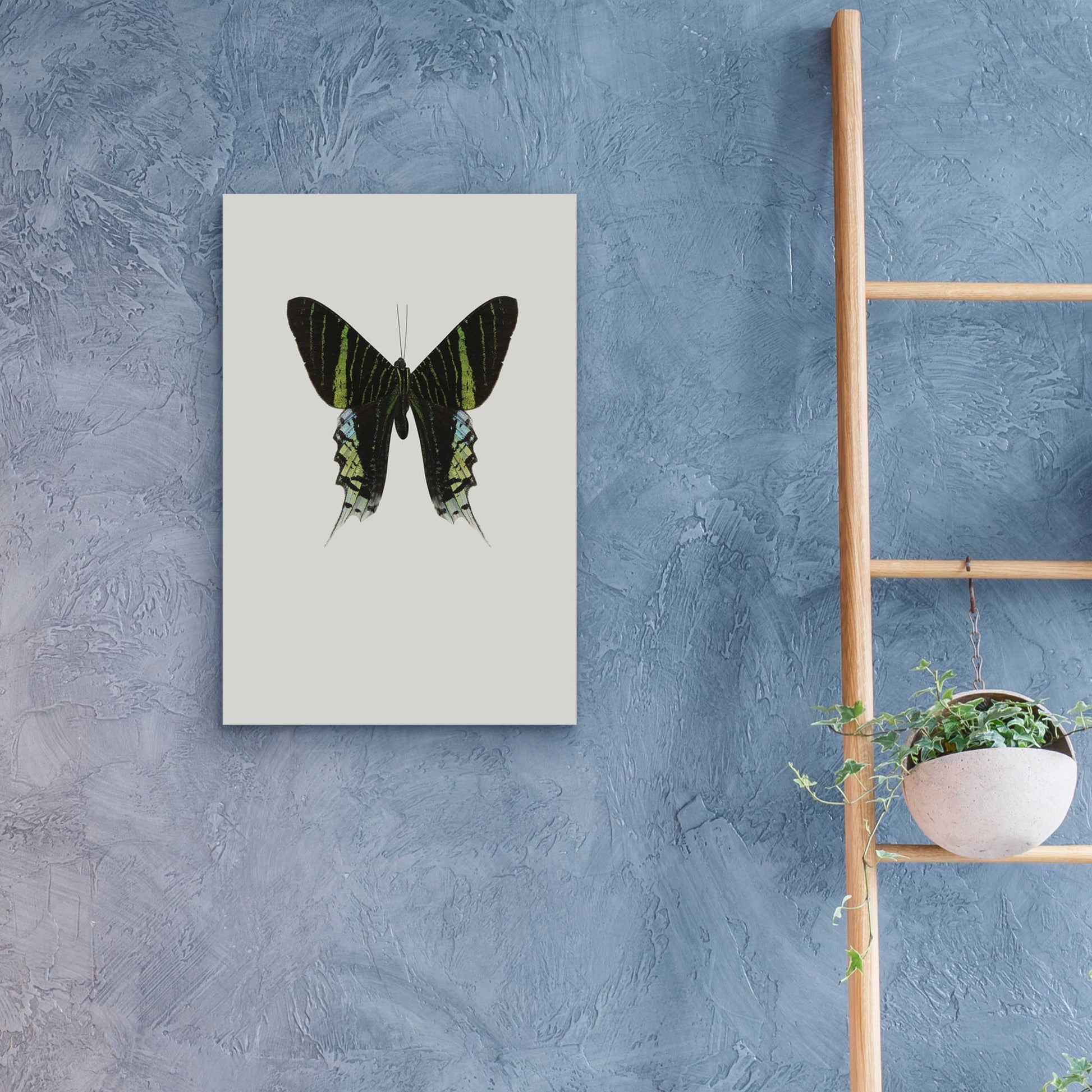 Epic Art 'Green Butterfly' by Incado, Acrylic Glass Wall Art,16x24