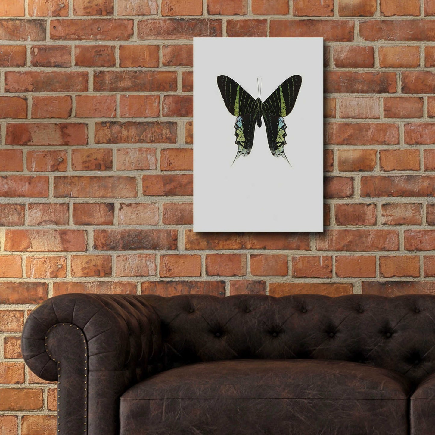 Epic Art 'Green Butterfly' by Incado, Acrylic Glass Wall Art,16x24