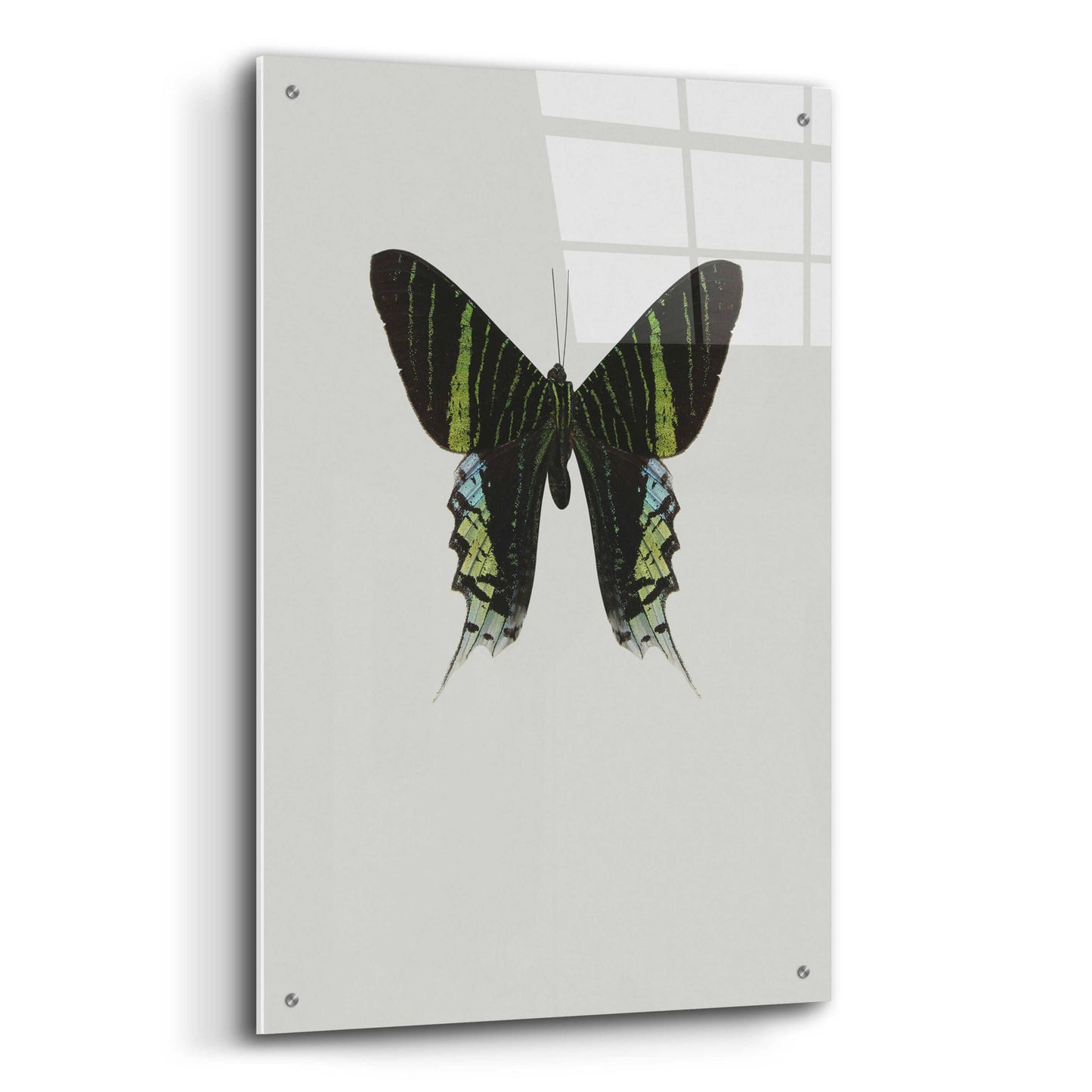 Epic Art 'Green Butterfly' by Incado, Acrylic Glass Wall Art,24x36