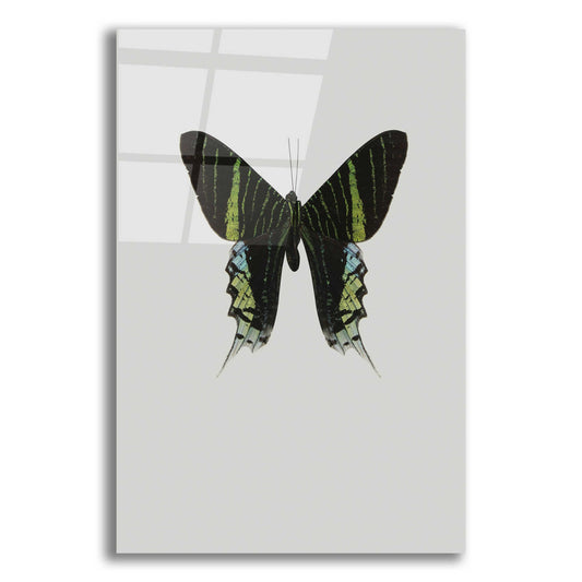 Epic Art 'Green Butterfly' by Incado, Acrylic Glass Wall Art