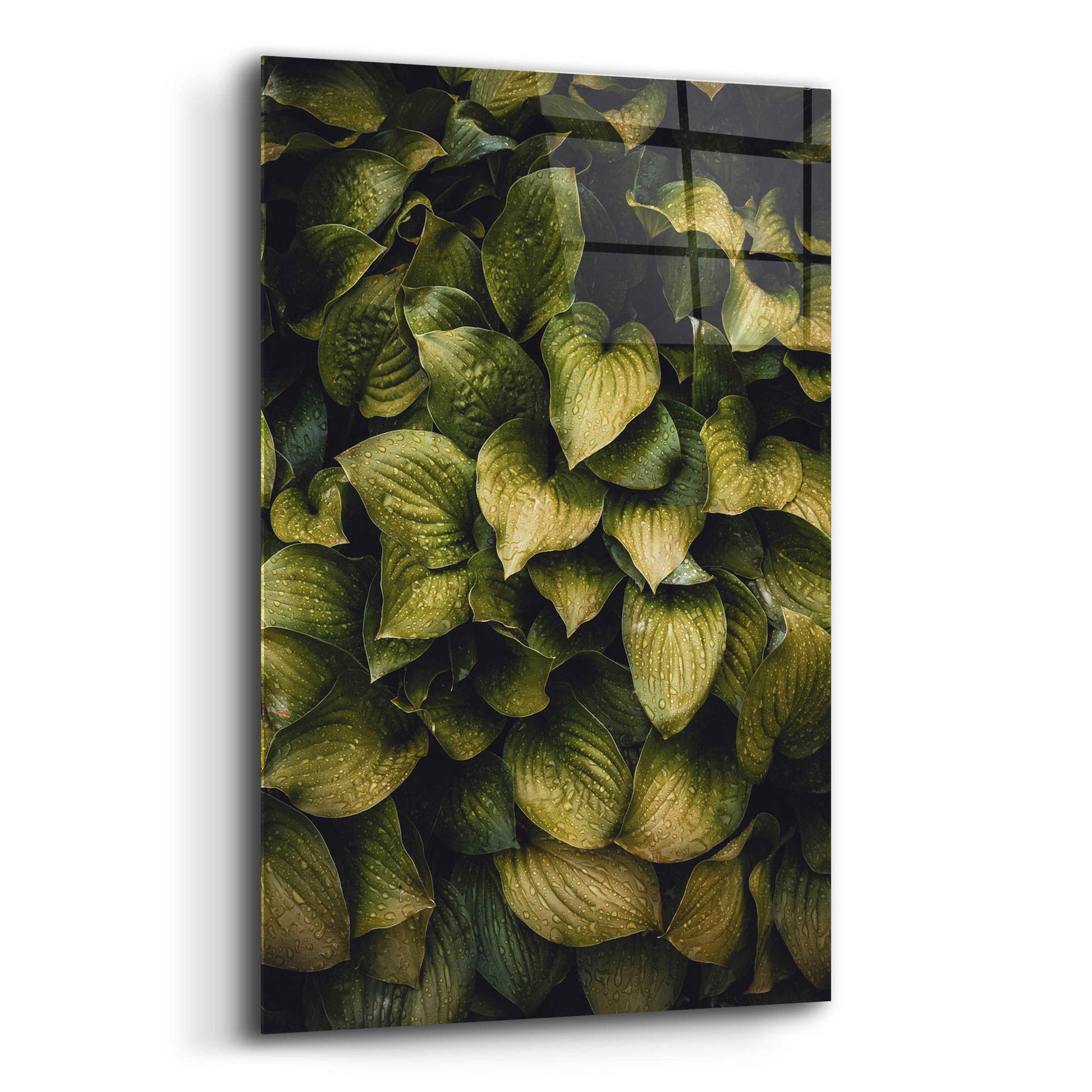 Epic Art 'Hostas Leaves' by Incado, Acrylic Glass Wall Art,12x16