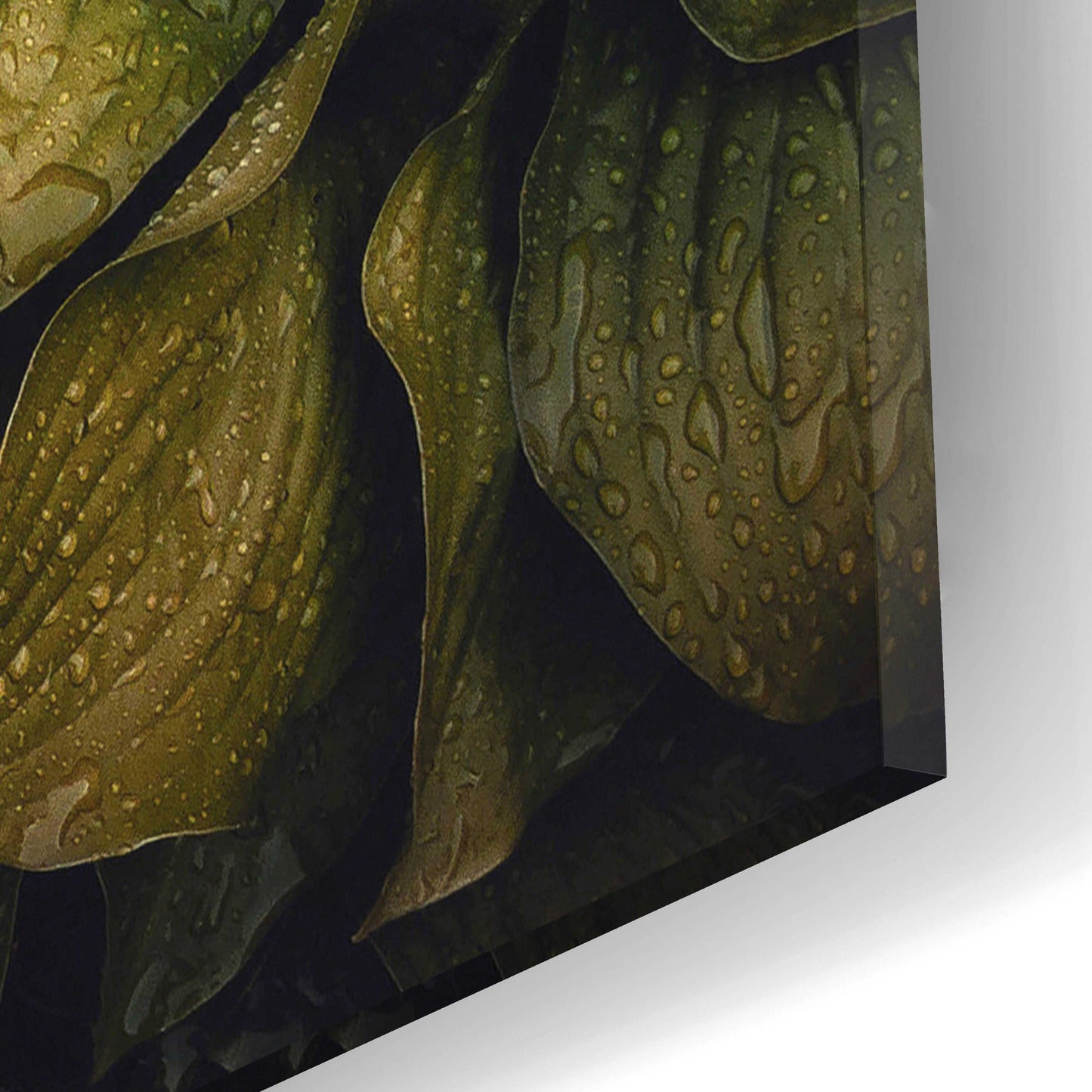 Epic Art 'Hostas Leaves' by Incado, Acrylic Glass Wall Art,12x16