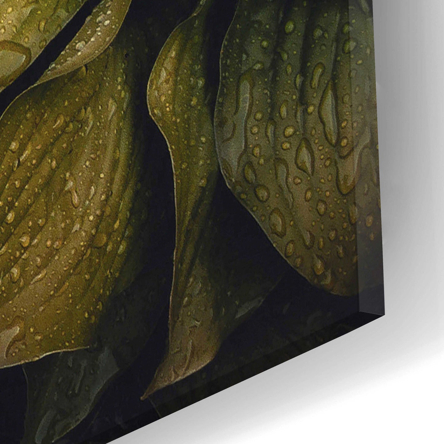 Epic Art 'Hostas Leaves' by Incado, Acrylic Glass Wall Art,16x24