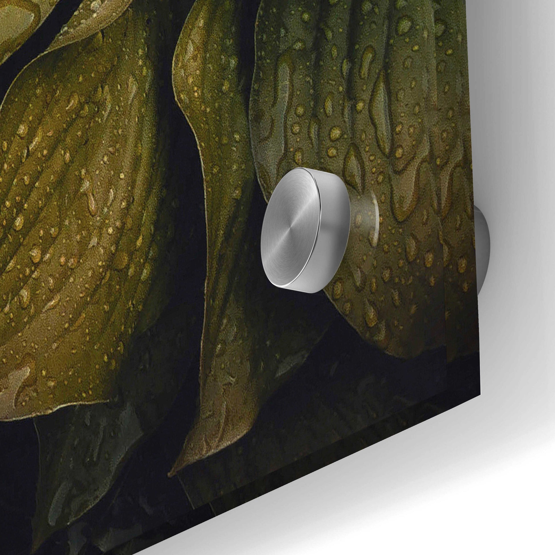 Epic Art 'Hostas Leaves' by Incado, Acrylic Glass Wall Art,24x36