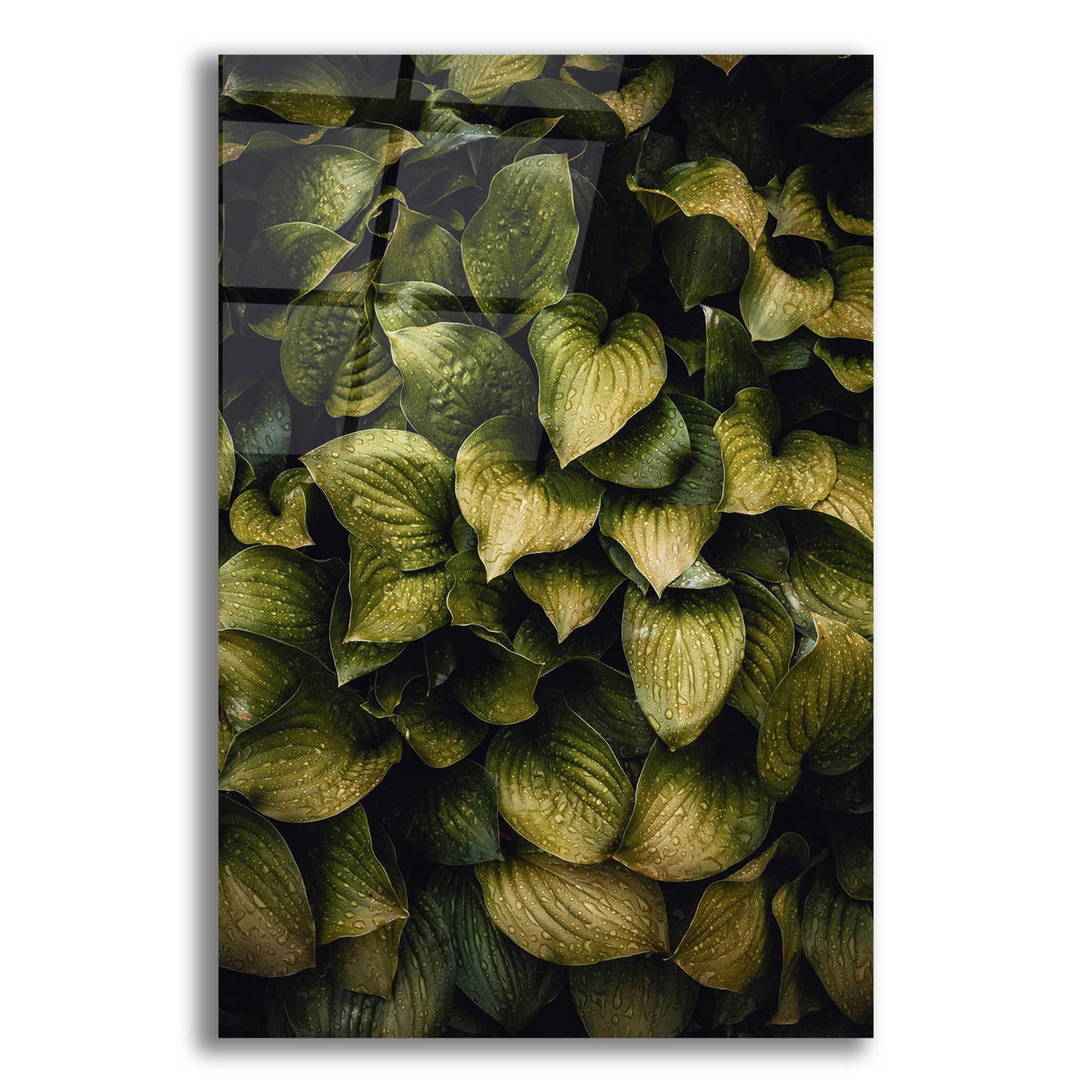 Epic Art 'Hostas Leaves' by Incado, Acrylic Glass Wall Art