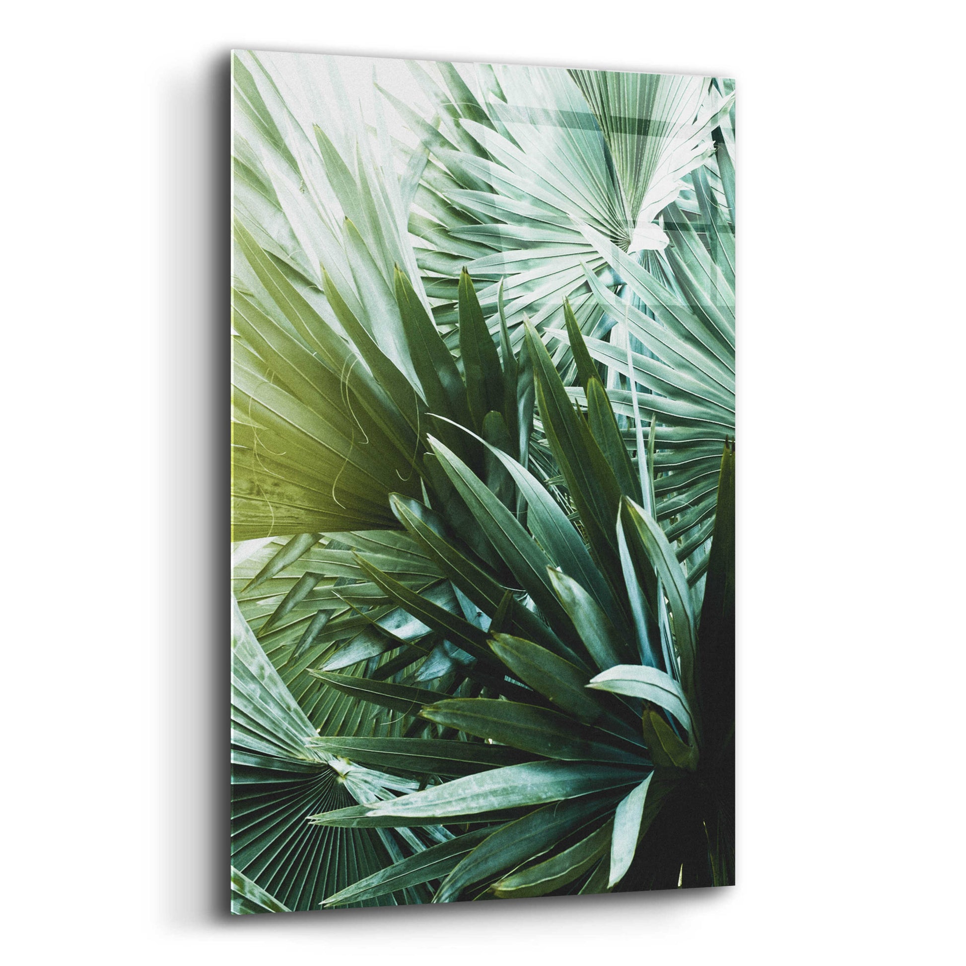 Epic Art 'Leaf II' by Incado, Acrylic Glass Wall Art,12x16