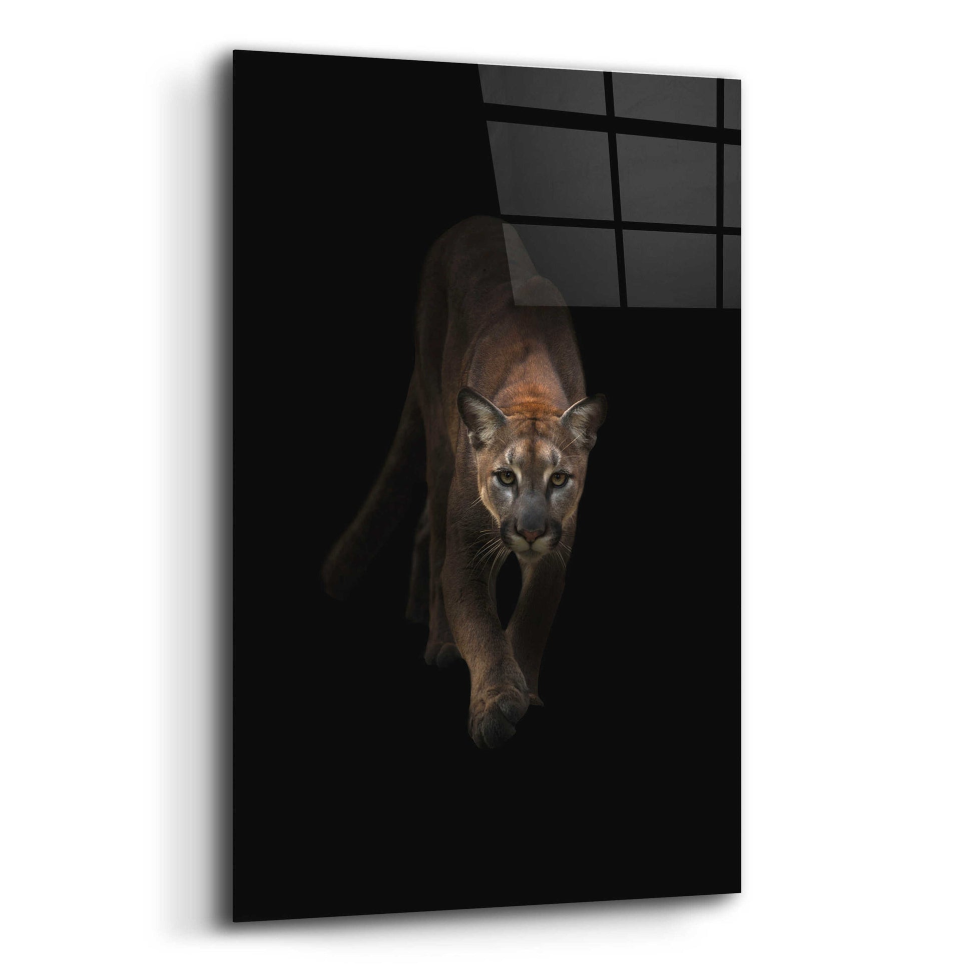 Epic Art 'Lion' by Incado, Acrylic Glass Wall Art,12x16