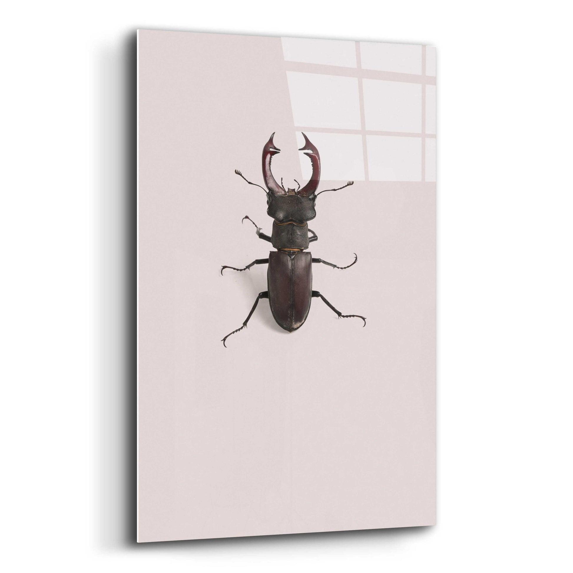 Epic Art 'Lucanus Cervus' by Incado, Acrylic Glass Wall Art,12x16