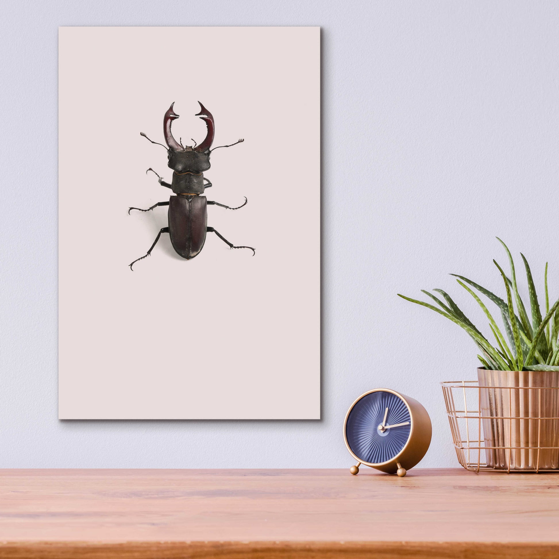 Epic Art 'Lucanus Cervus' by Incado, Acrylic Glass Wall Art,12x16