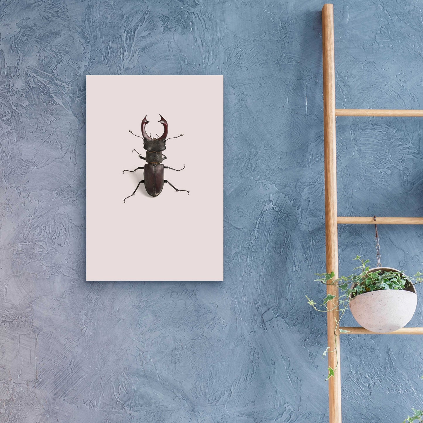 Epic Art 'Lucanus Cervus' by Incado, Acrylic Glass Wall Art,16x24