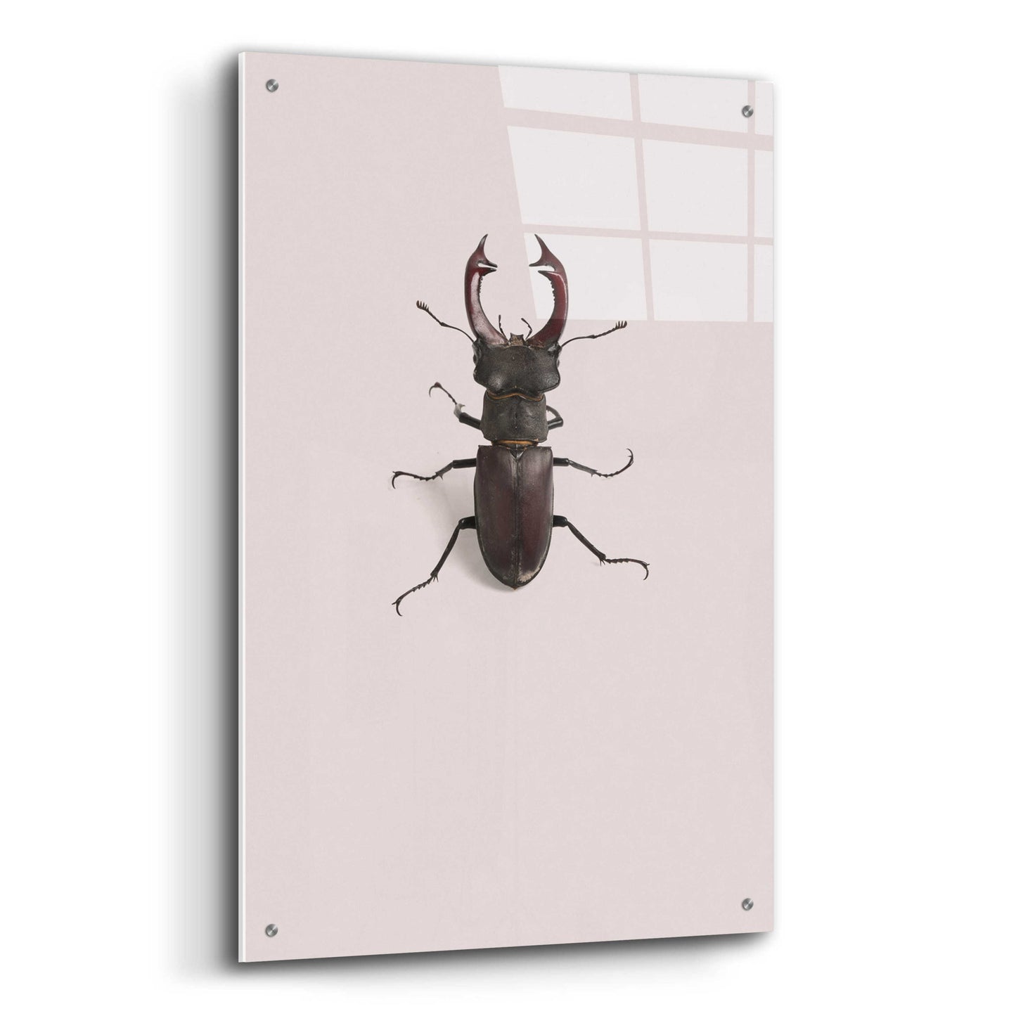 Epic Art 'Lucanus Cervus' by Incado, Acrylic Glass Wall Art,24x36