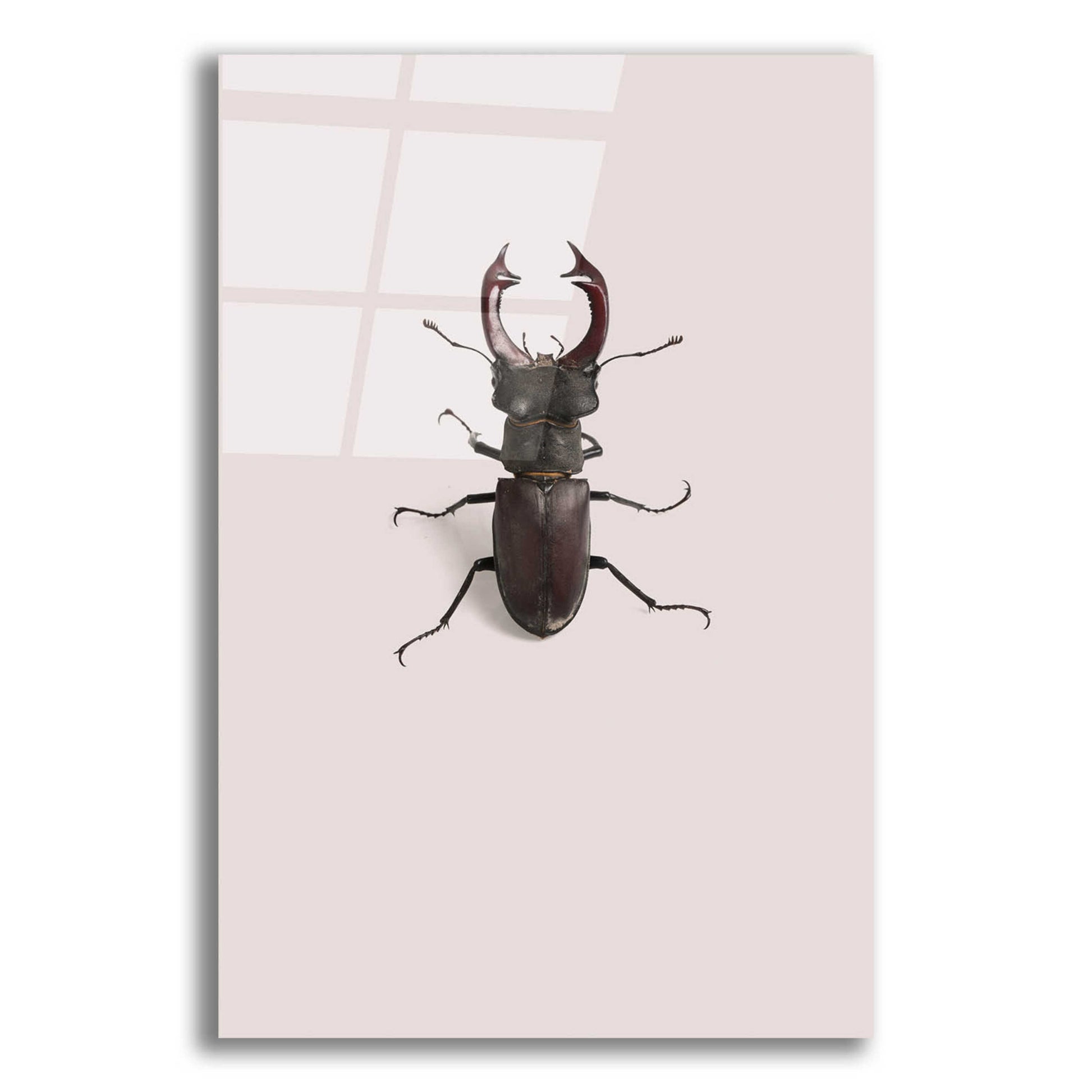 Epic Art 'Lucanus Cervus' by Incado, Acrylic Glass Wall Art