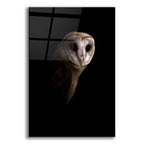 Epic Art 'Owl' by Incado, Acrylic Glass Wall Art