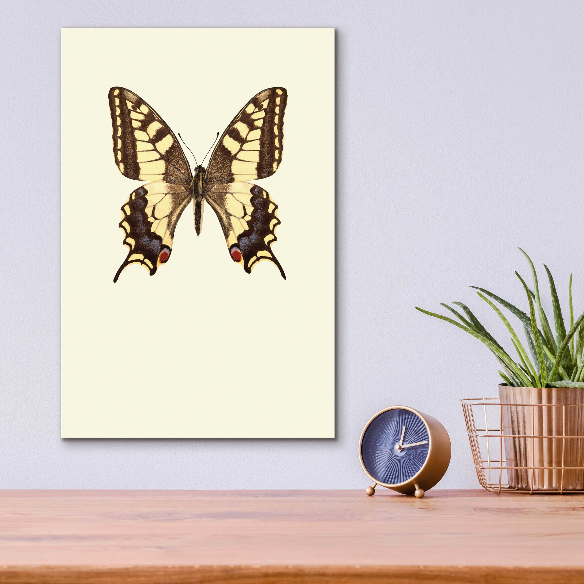 Epic Art 'Papilio Machaon' by Incado, Acrylic Glass Wall Art,12x16