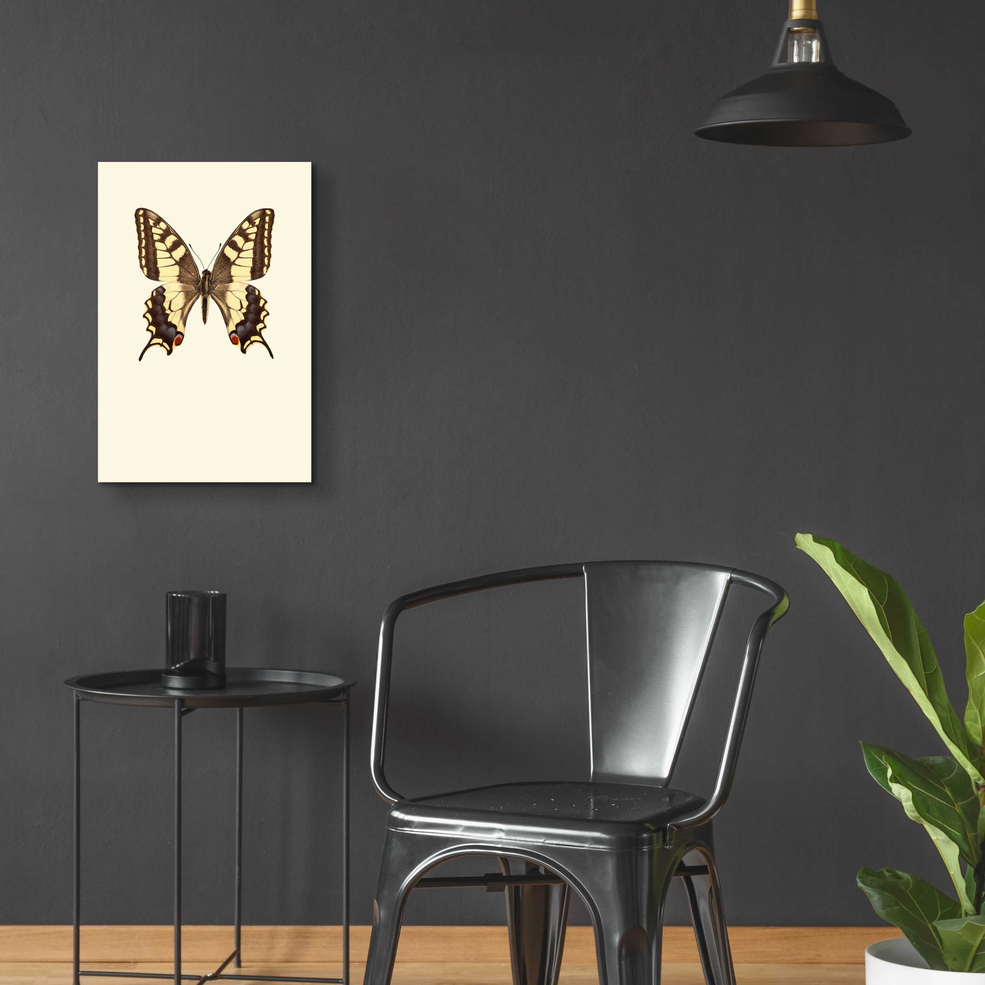 Epic Art 'Papilio Machaon' by Incado, Acrylic Glass Wall Art,16x24