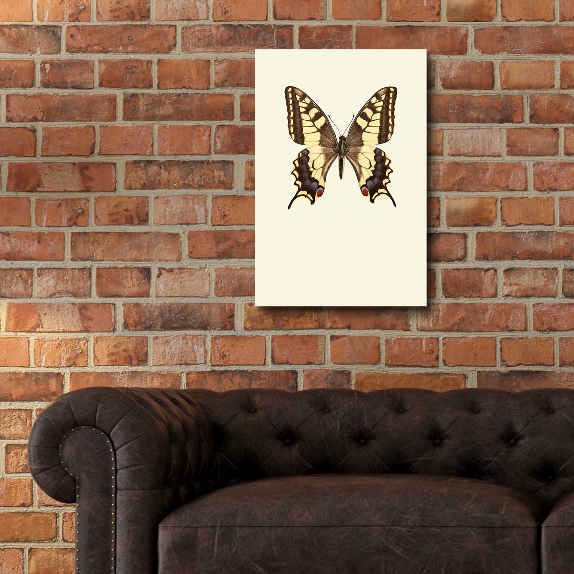 Epic Art 'Papilio Machaon' by Incado, Acrylic Glass Wall Art,16x24