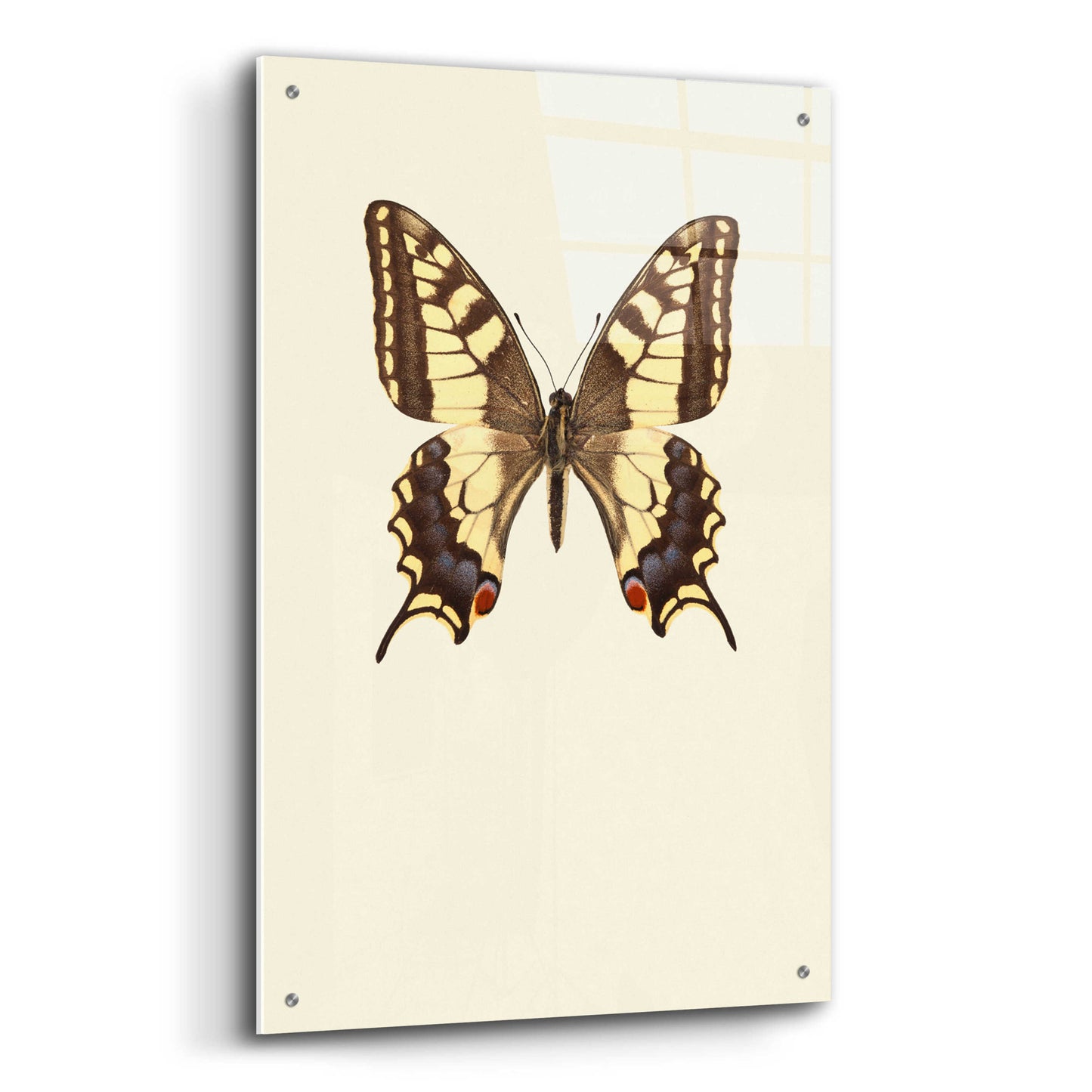 Epic Art 'Papilio Machaon' by Incado, Acrylic Glass Wall Art,24x36