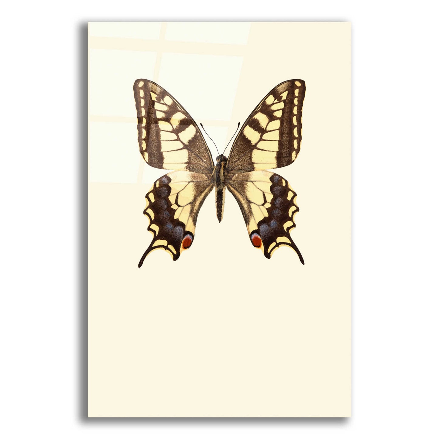 Epic Art 'Papilio Machaon' by Incado, Acrylic Glass Wall Art