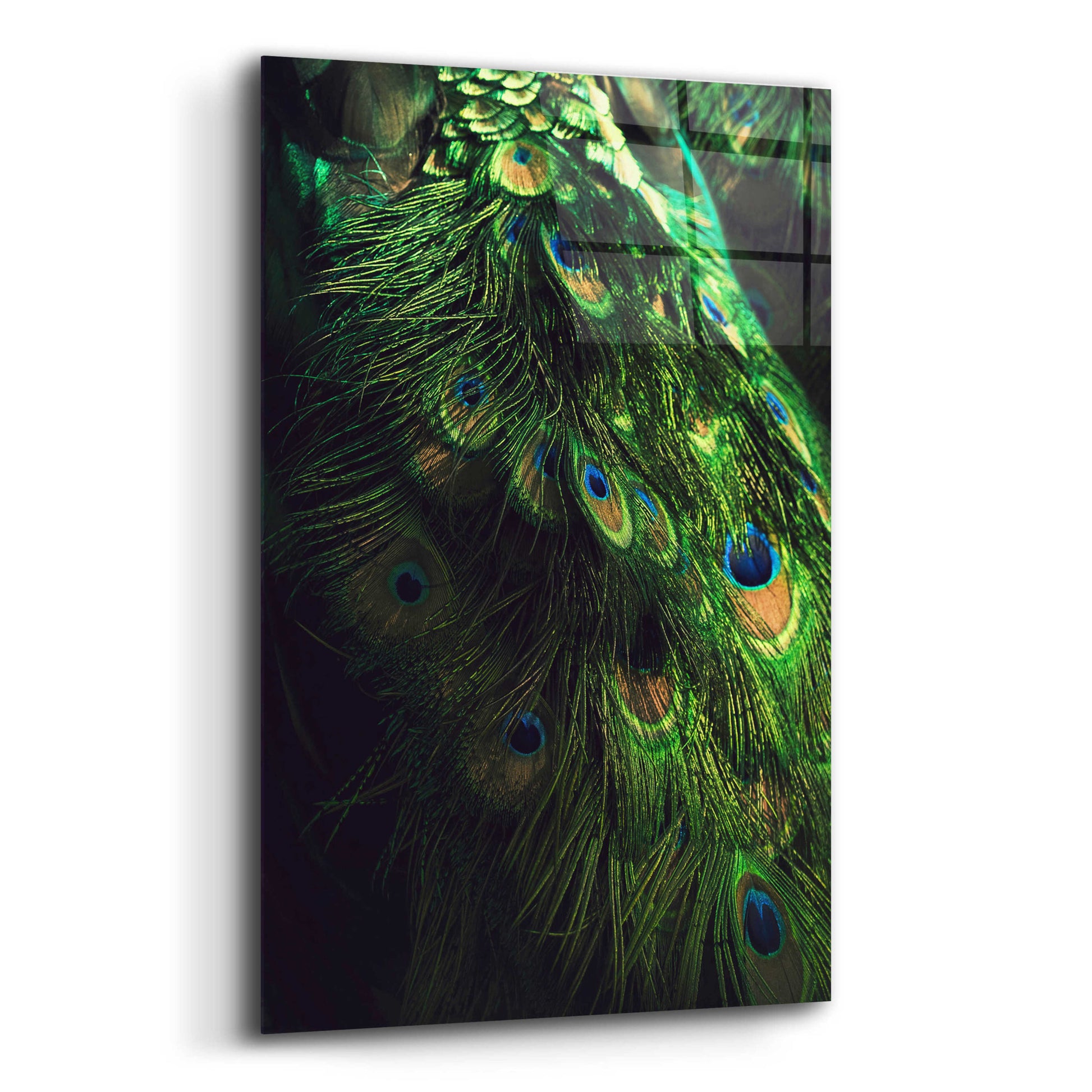 Epic Art 'Peacock Tail' by Incado, Acrylic Glass Wall Art,12x16