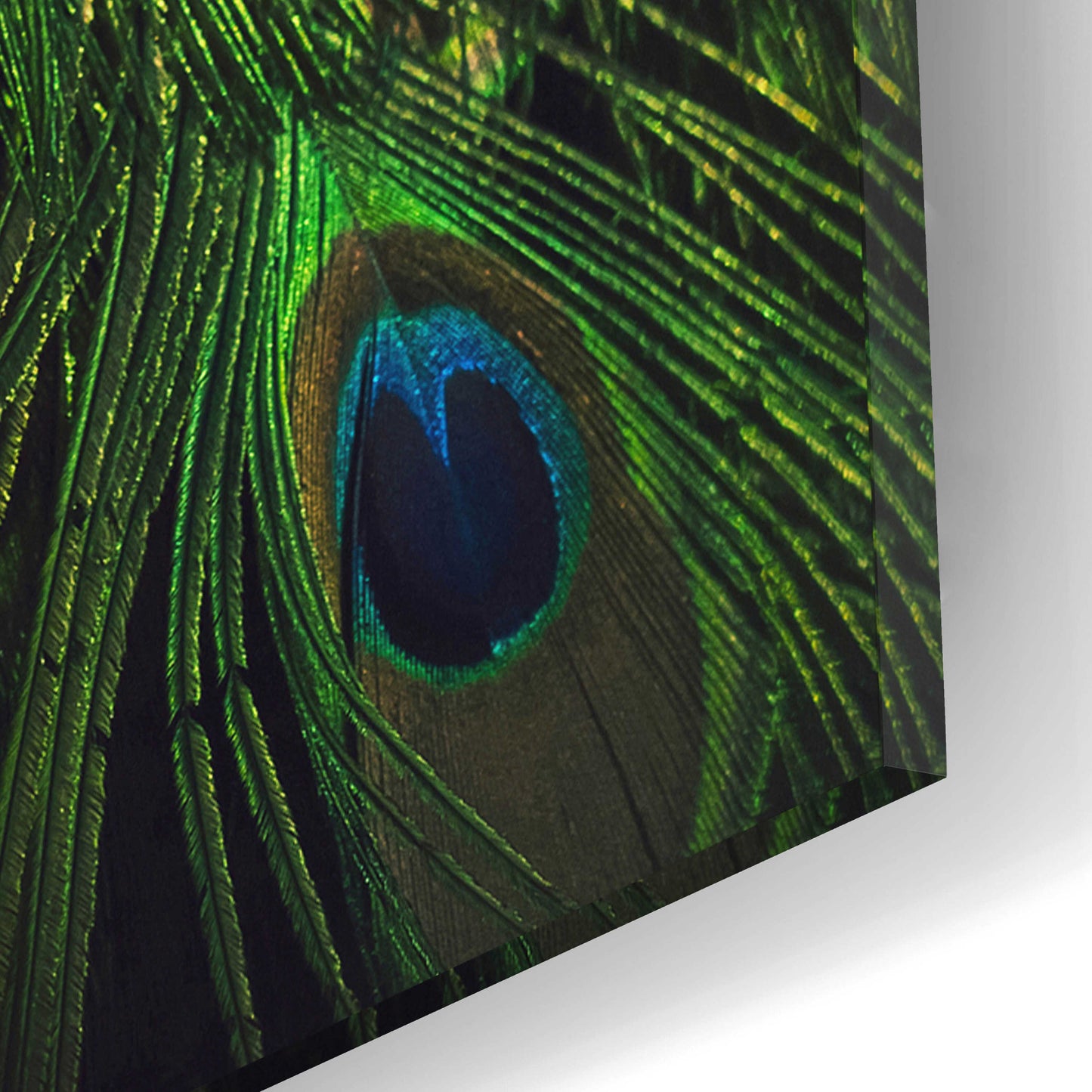 Epic Art 'Peacock Tail' by Incado, Acrylic Glass Wall Art,12x16