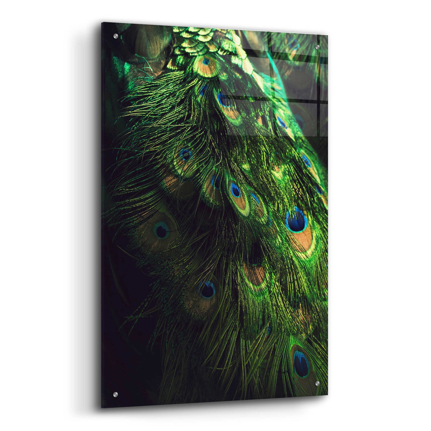 Epic Art 'Peacock Tail' by Incado, Acrylic Glass Wall Art,24x36