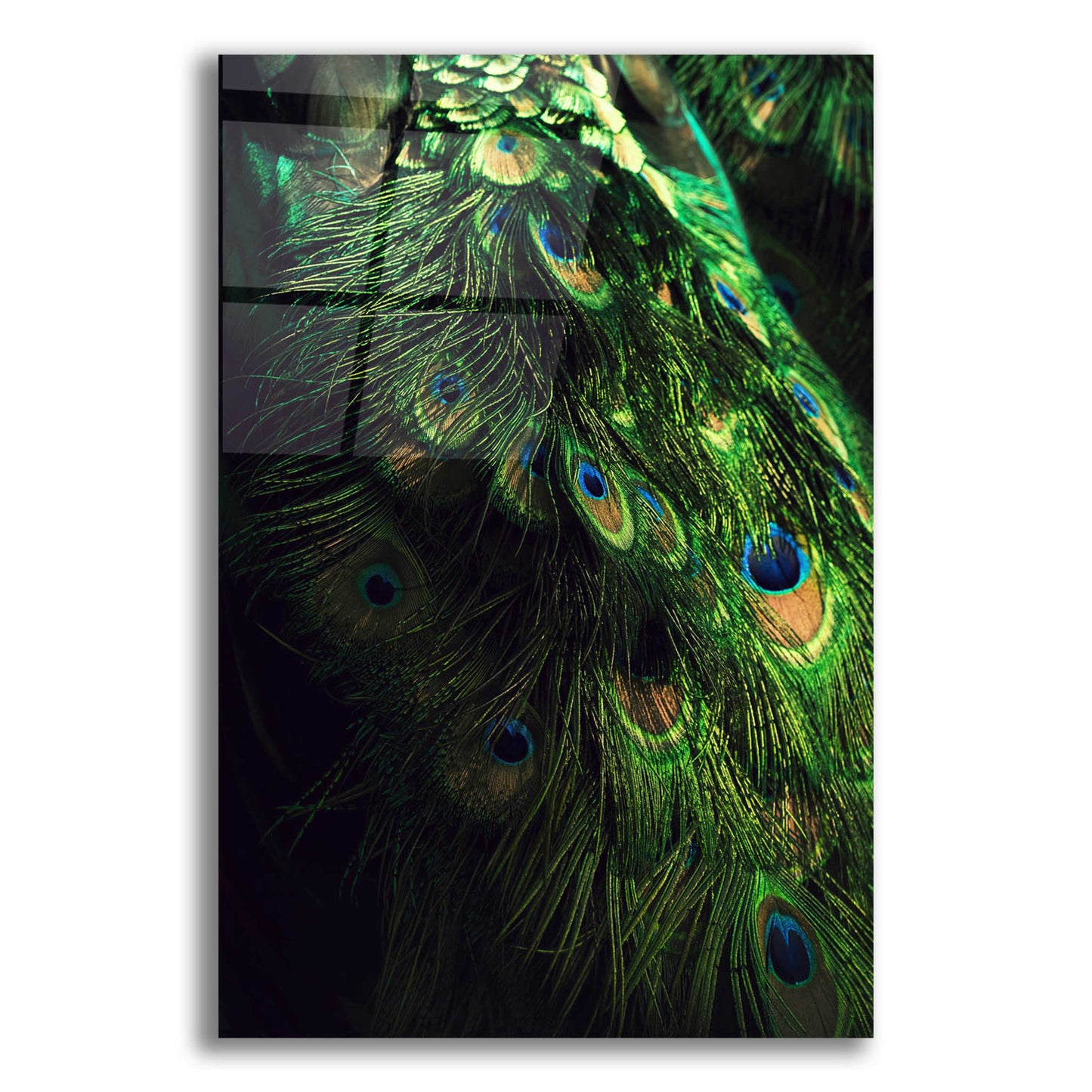 Epic Art 'Peacock Tail' by Incado, Acrylic Glass Wall Art