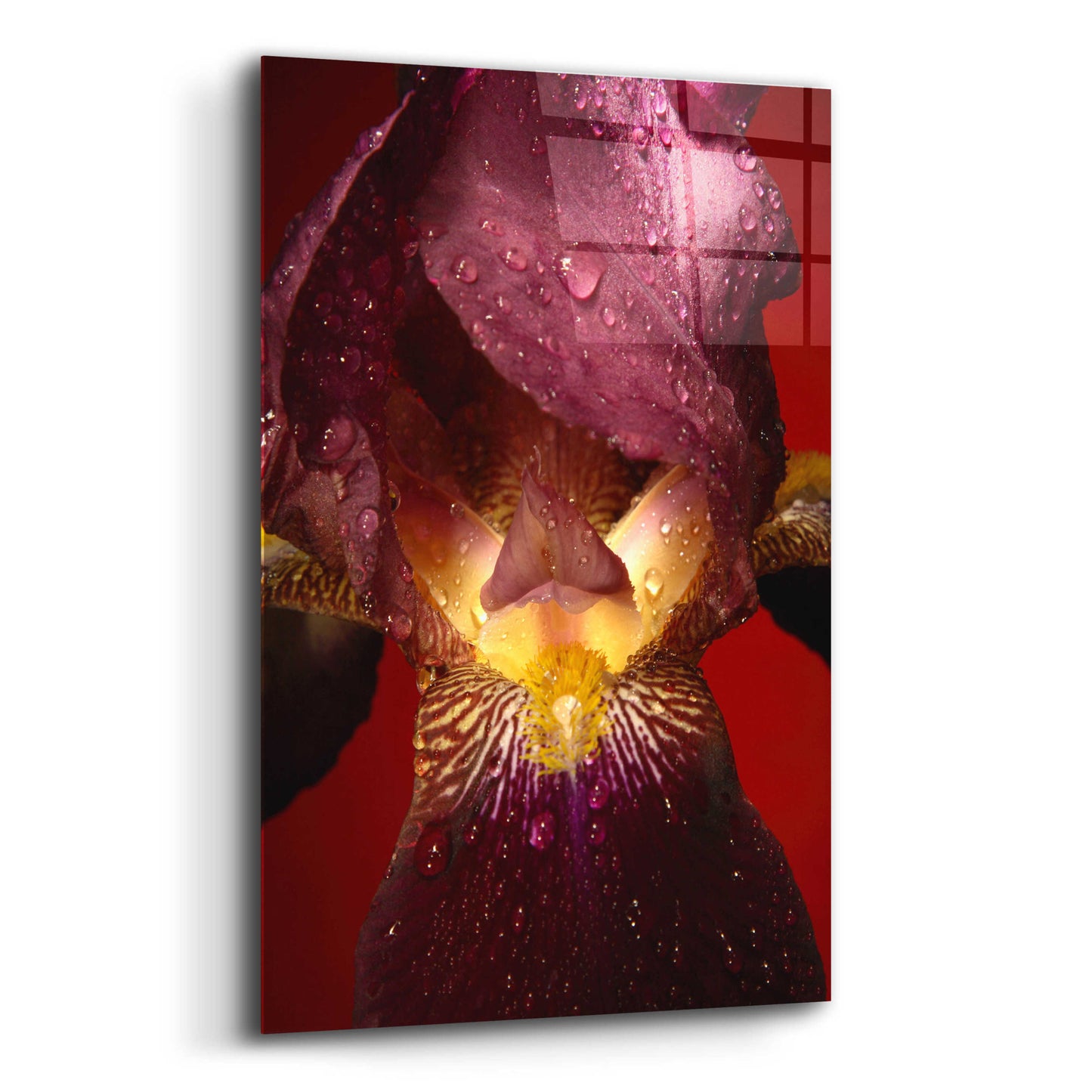 Epic Art 'Red Flower' by Incado, Acrylic Glass Wall Art,12x16